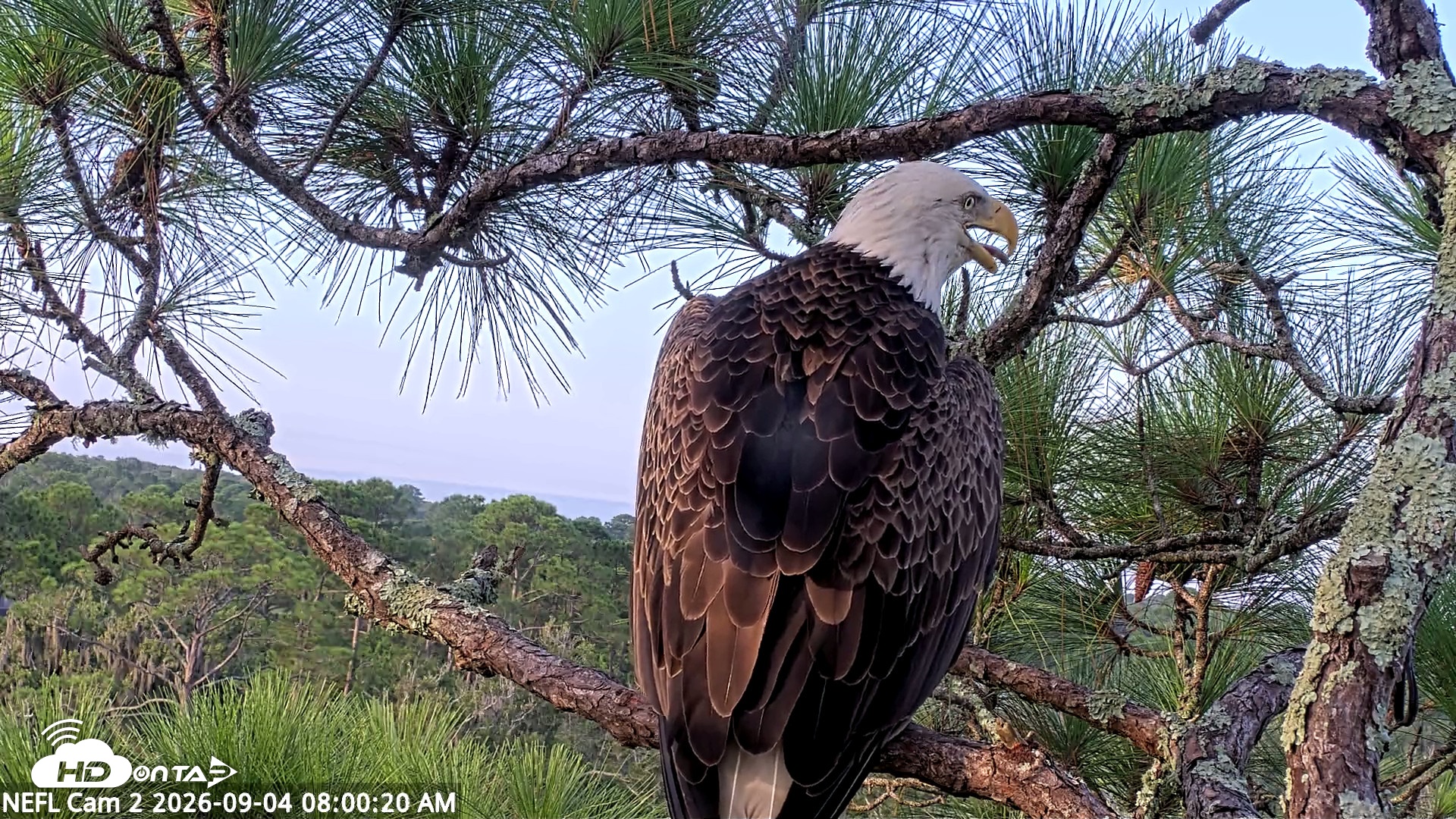 Snapshot of NE Florida Eagles Live Webcam taken Sep 4, 2026, 8:01am EDT