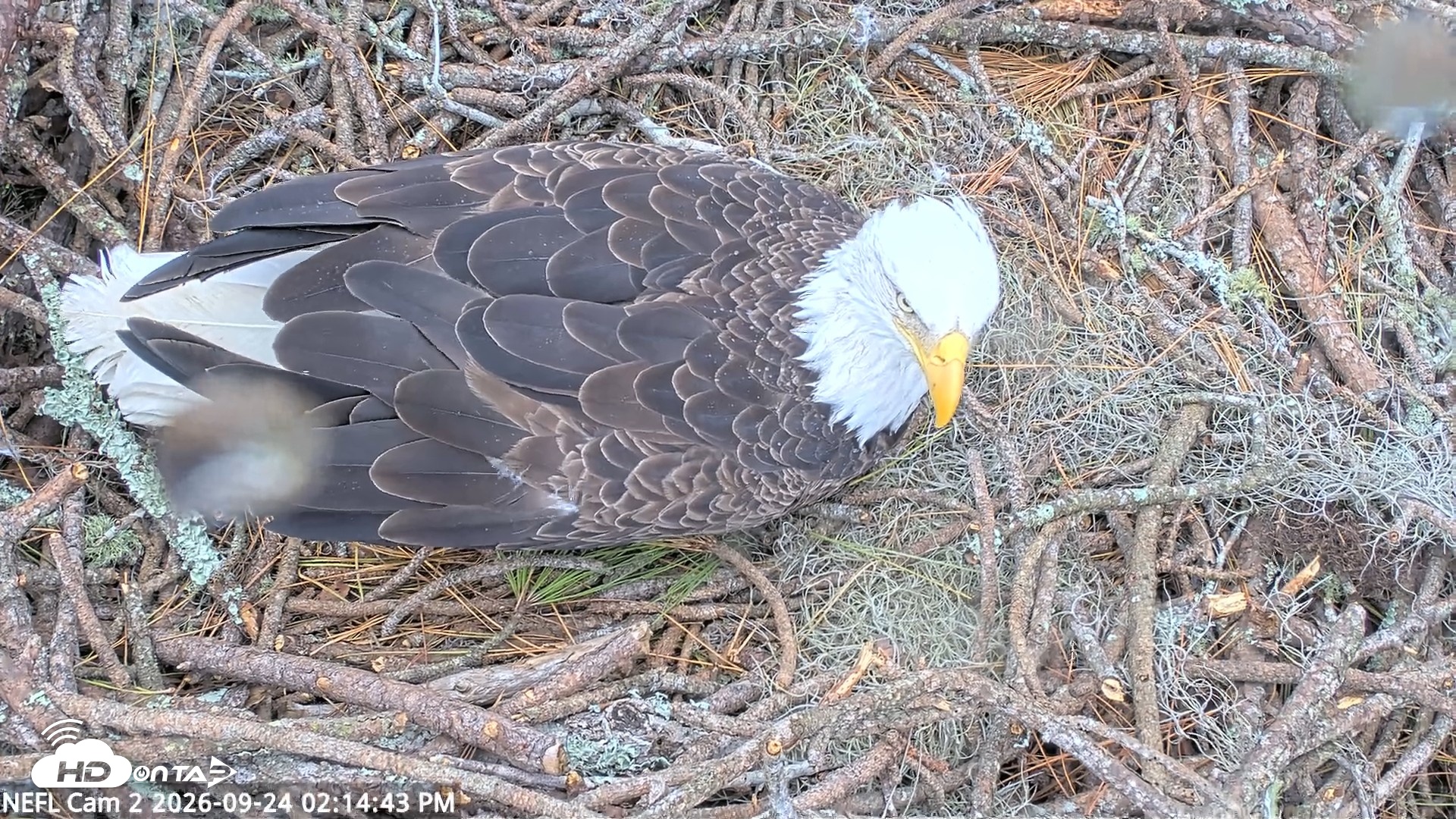 Snapshot of NE Florida Eagles Live Webcam taken Sep 24, 2026, 2:15pm EDT