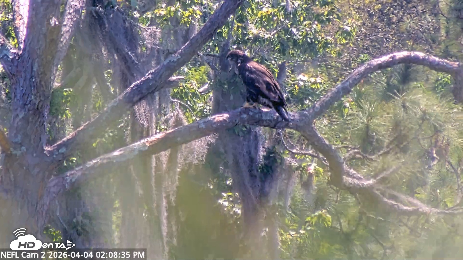 Snapshot of NE Florida Eagles Live Webcam taken Apr 4, 2026, 2:09pm EDT