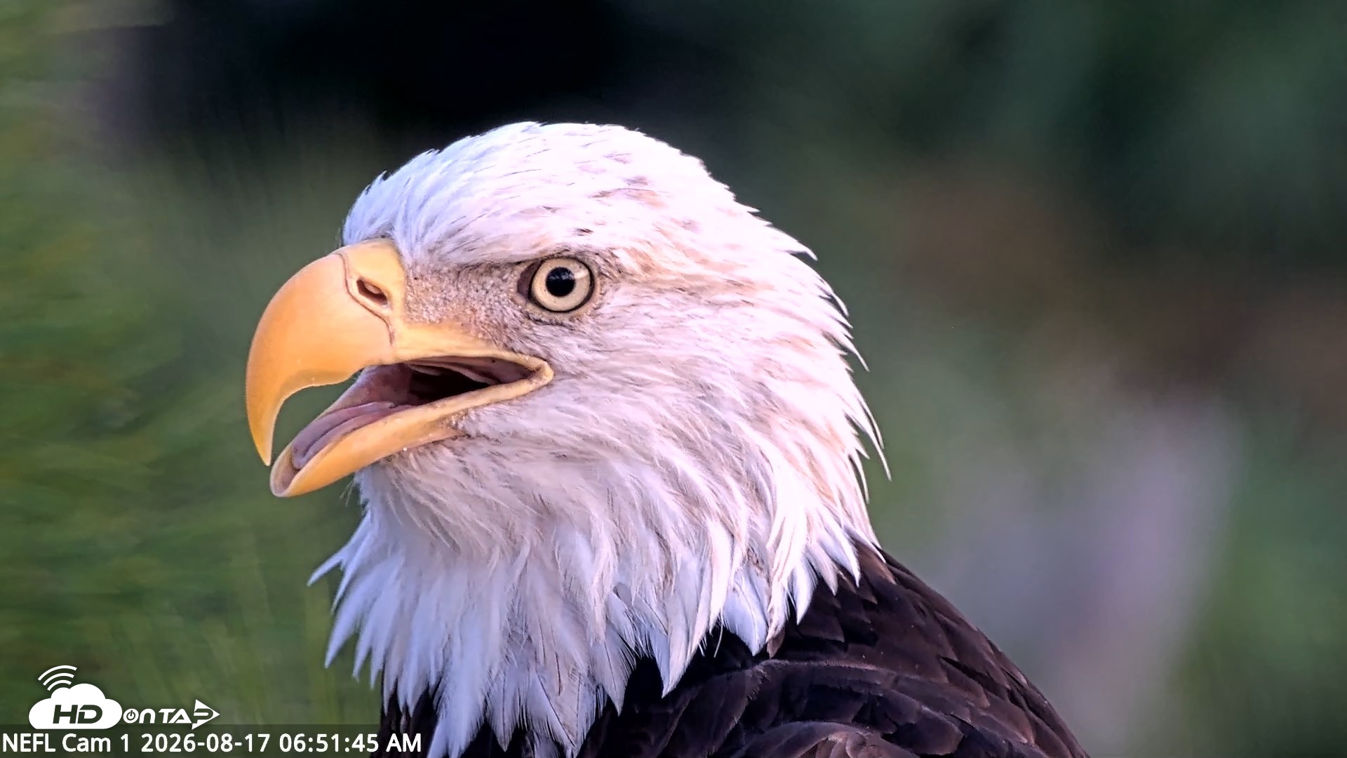 Snapshot of NE Florida Eagles Live Webcam taken Aug 17, 2026, 6:52am EDT