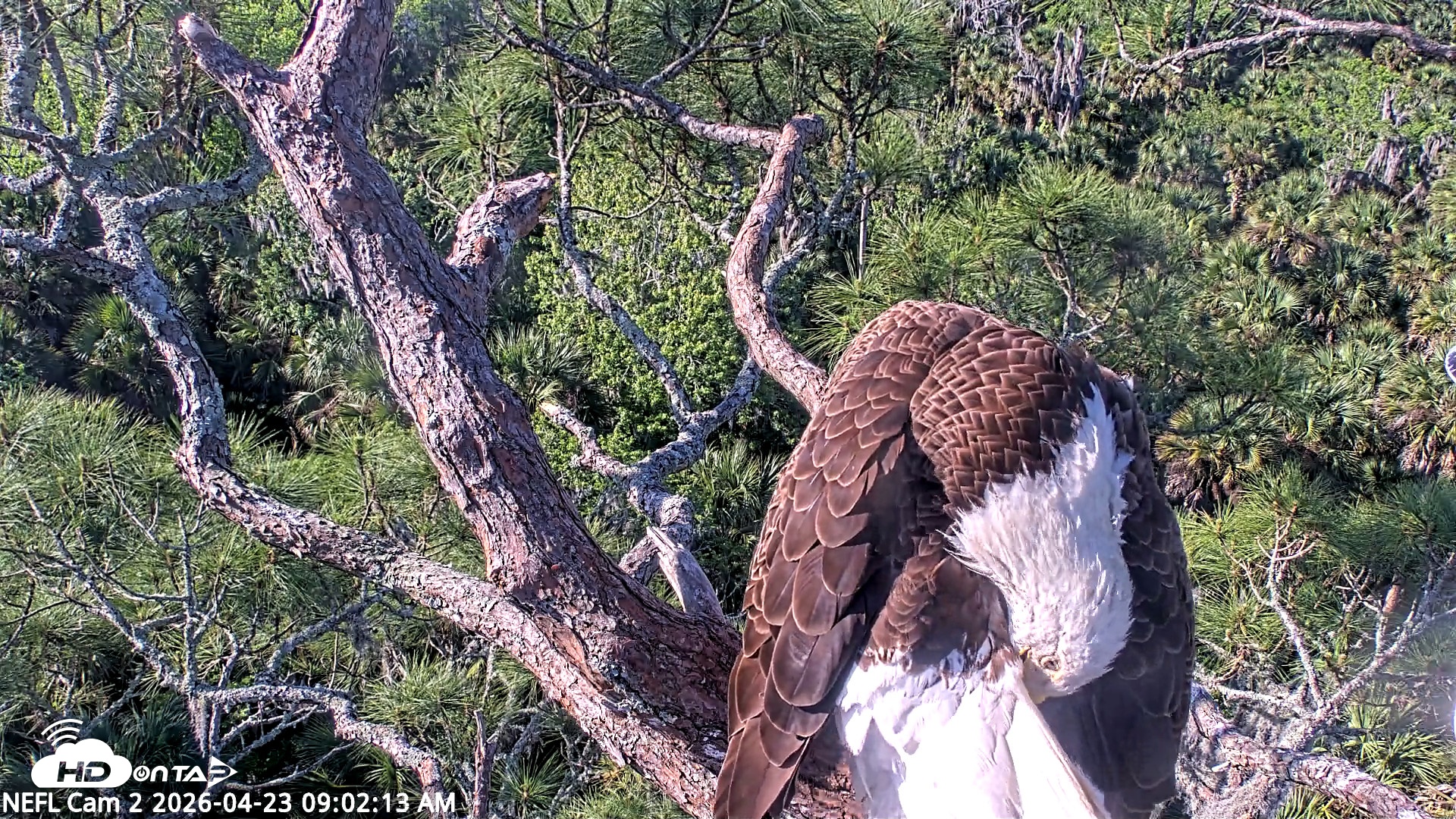 Snapshot of NE Florida Eagles Live Webcam taken Apr 23, 2026, 9:03am EDT