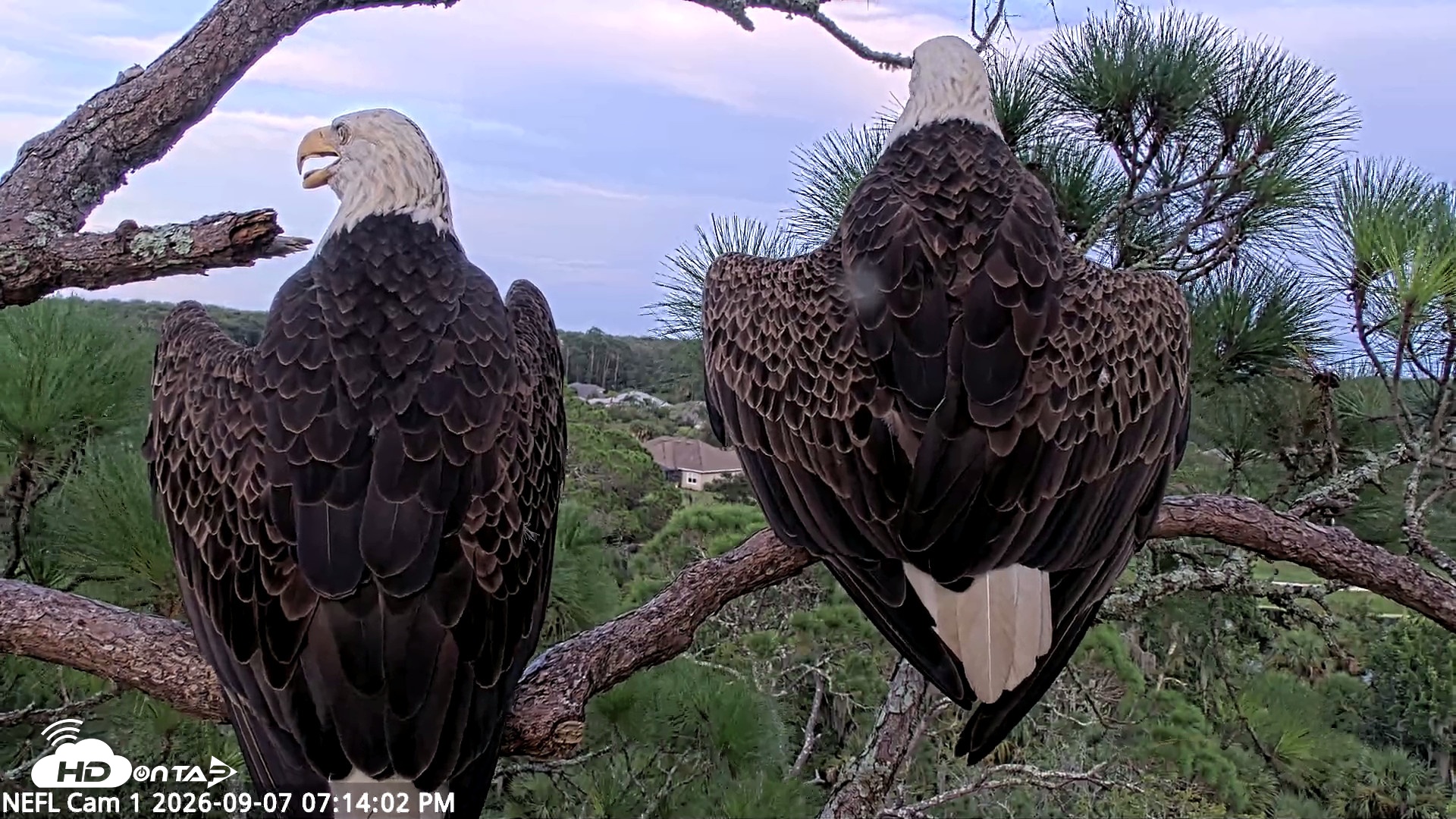 Snapshot of NE Florida Eagles Live Webcam taken Sep 7, 2026, 7:15pm EDT