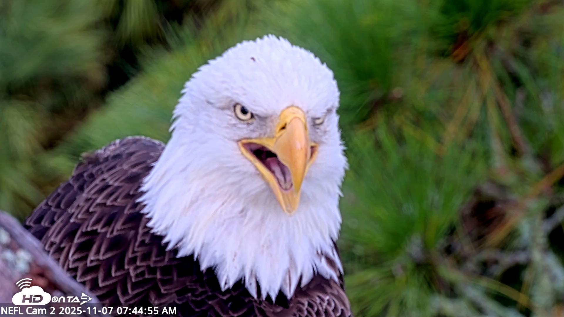 Snapshot of NE Florida Eagles Live Webcam taken Nov 7, 2025, 7:45am EST