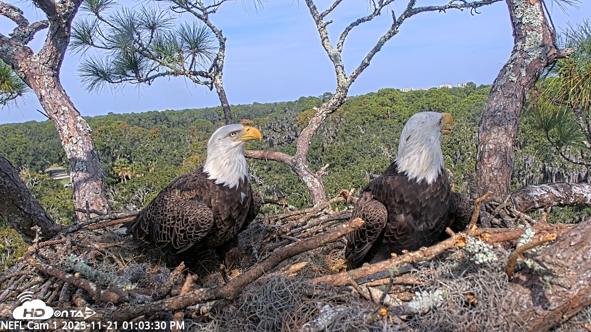 Snapshot of NE Florida Eagles Live Webcam taken Nov 21, 2025, 1:04pm EST
