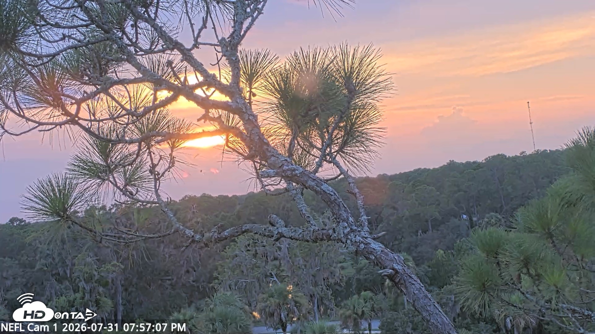 Snapshot of NE Florida Eagles Live Webcam taken Jul 31, 2026, 7:58pm EDT