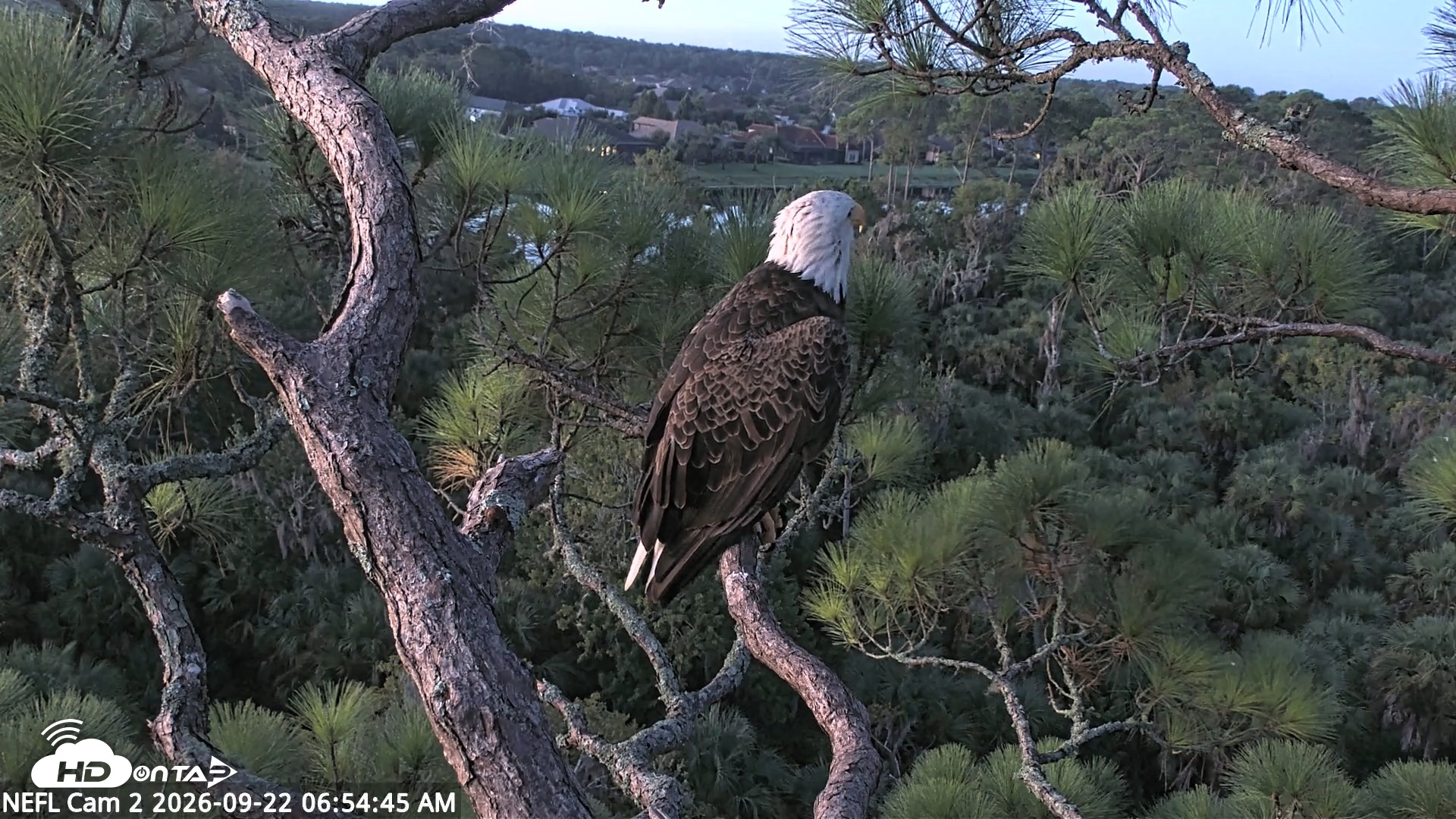 Snapshot of NE Florida Eagles Live Webcam taken Sep 22, 2026, 6:55am EDT