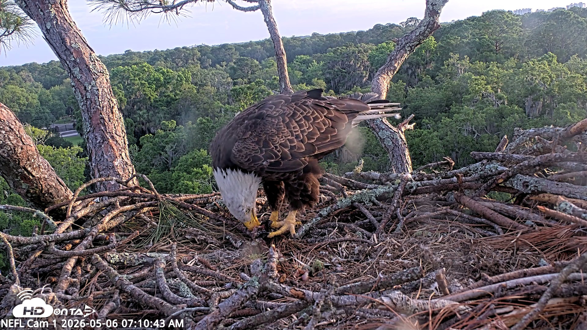 Snapshot of NE Florida Eagles Live Webcam taken May 6, 2026, 7:11am EDT