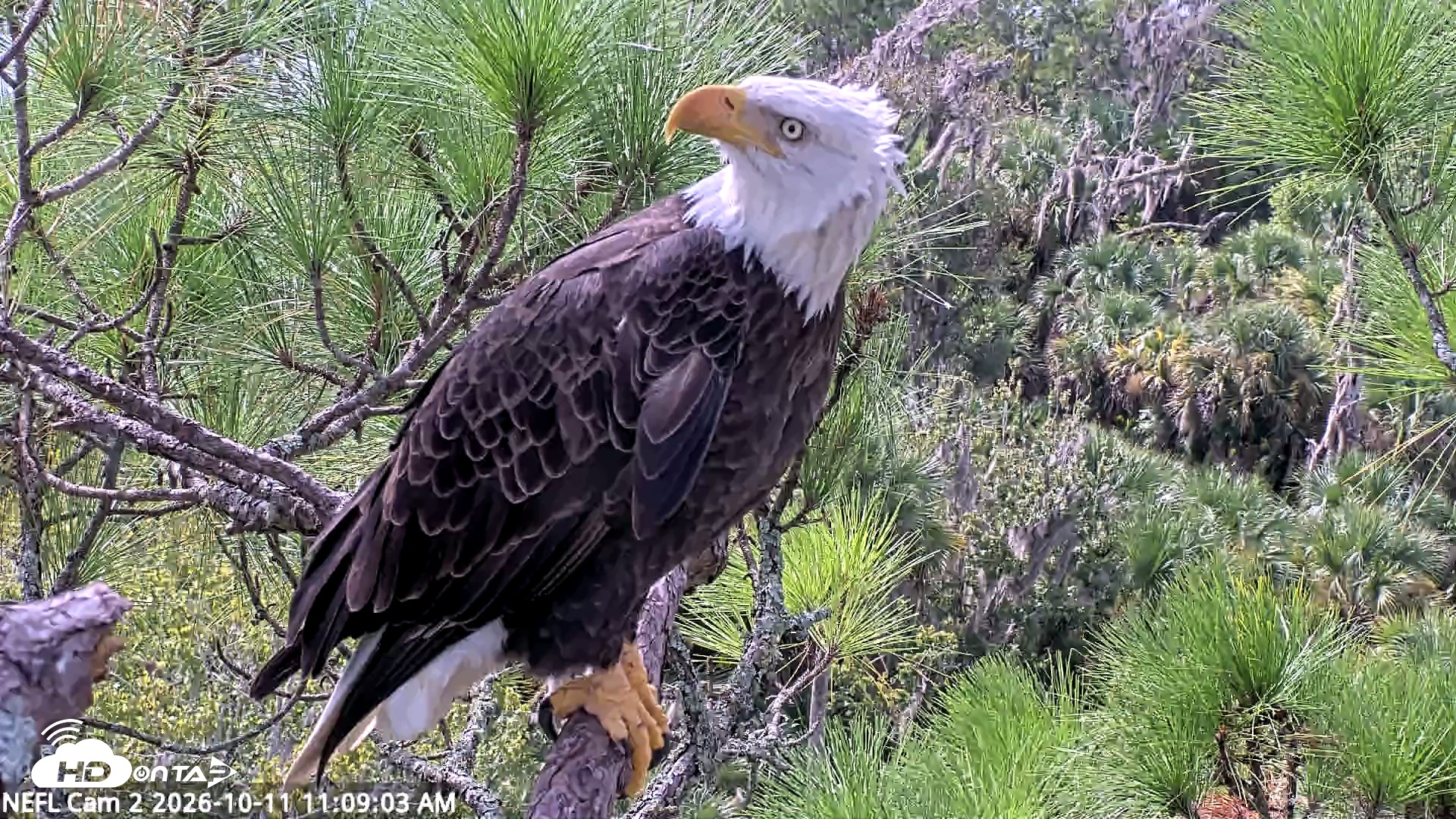 Snapshot of NE Florida Eagles Live Webcam taken Oct 11, 2026, 11:10am EDT
