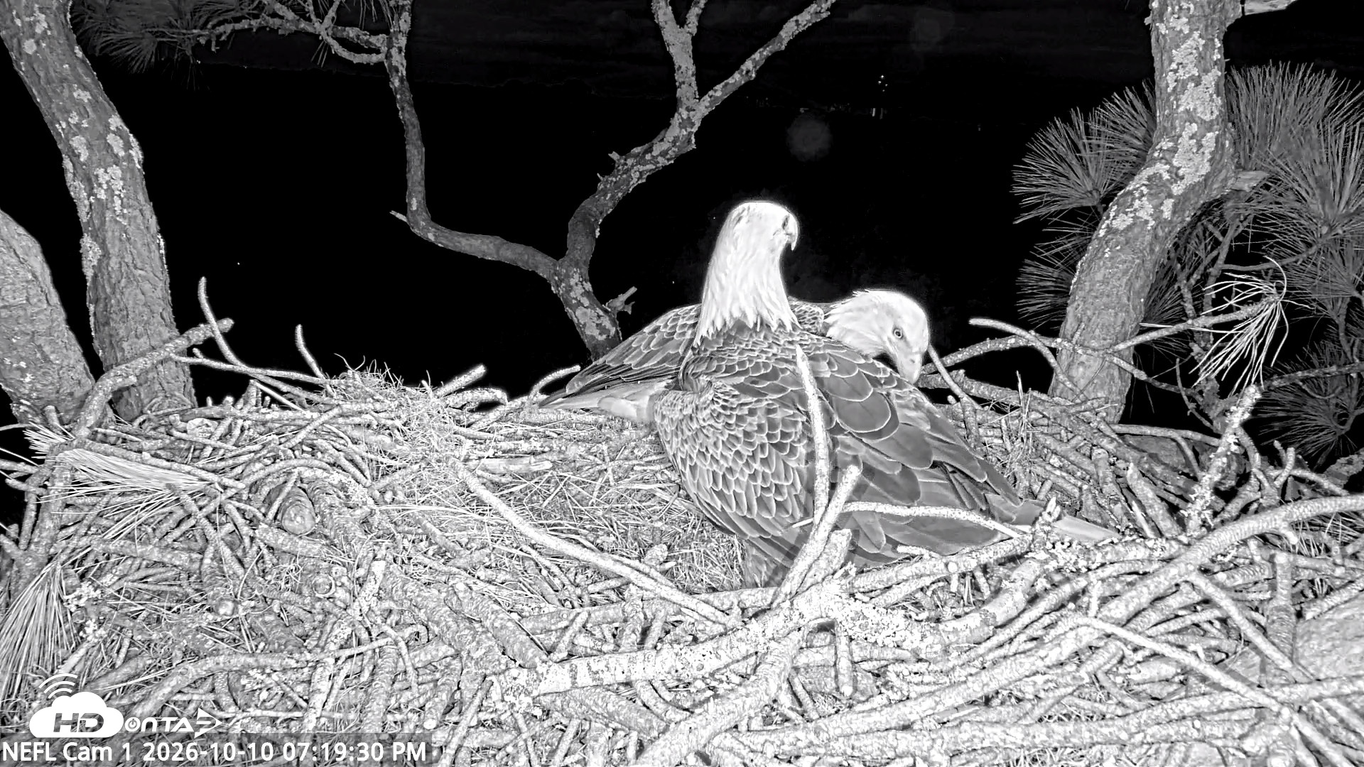 Snapshot of NE Florida Eagles Live Webcam taken Oct 10, 2026, 7:20pm EDT