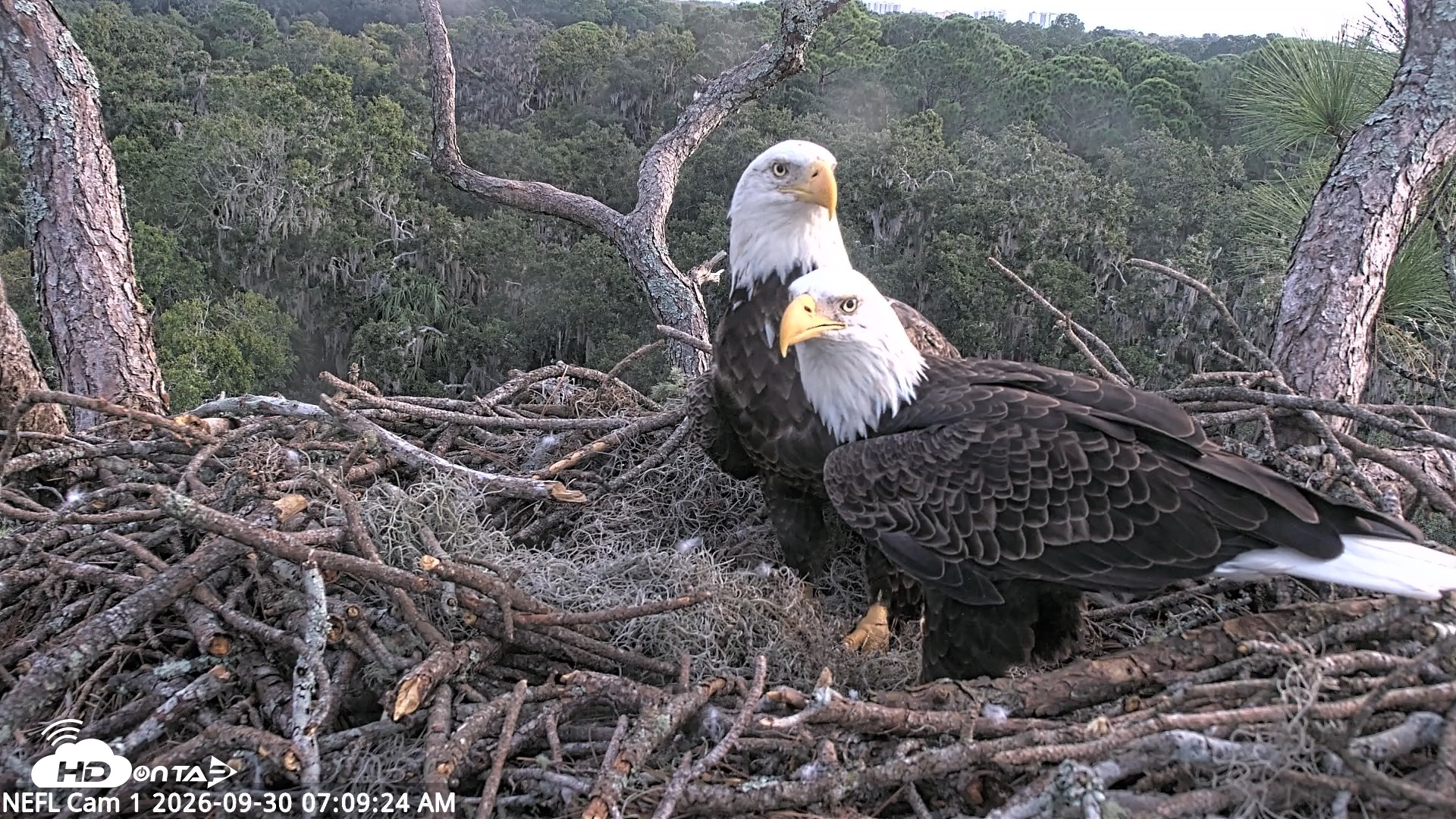 Snapshot of NE Florida Eagles Live Webcam taken Sep 30, 2026, 7:10am EDT