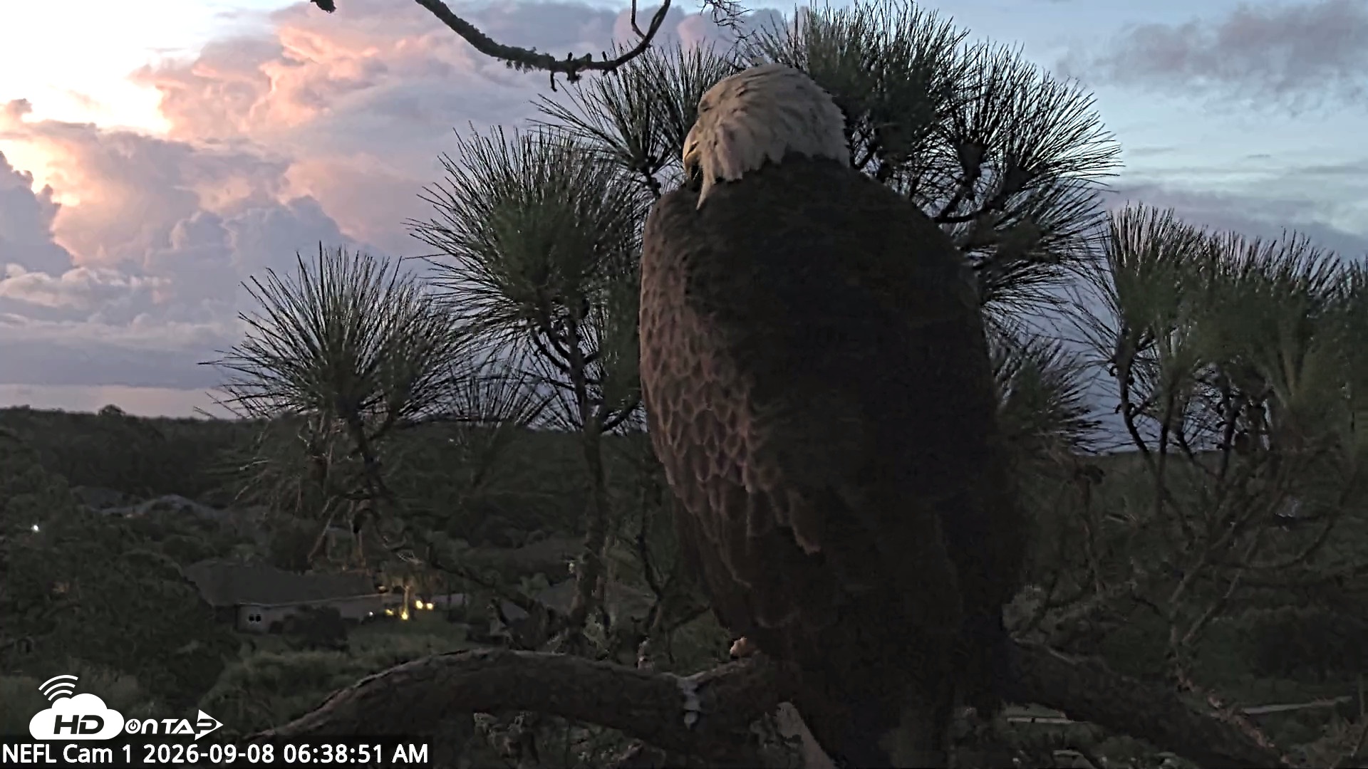 Snapshot of NE Florida Eagles Live Webcam taken Sep 8, 2026, 6:39am EDT