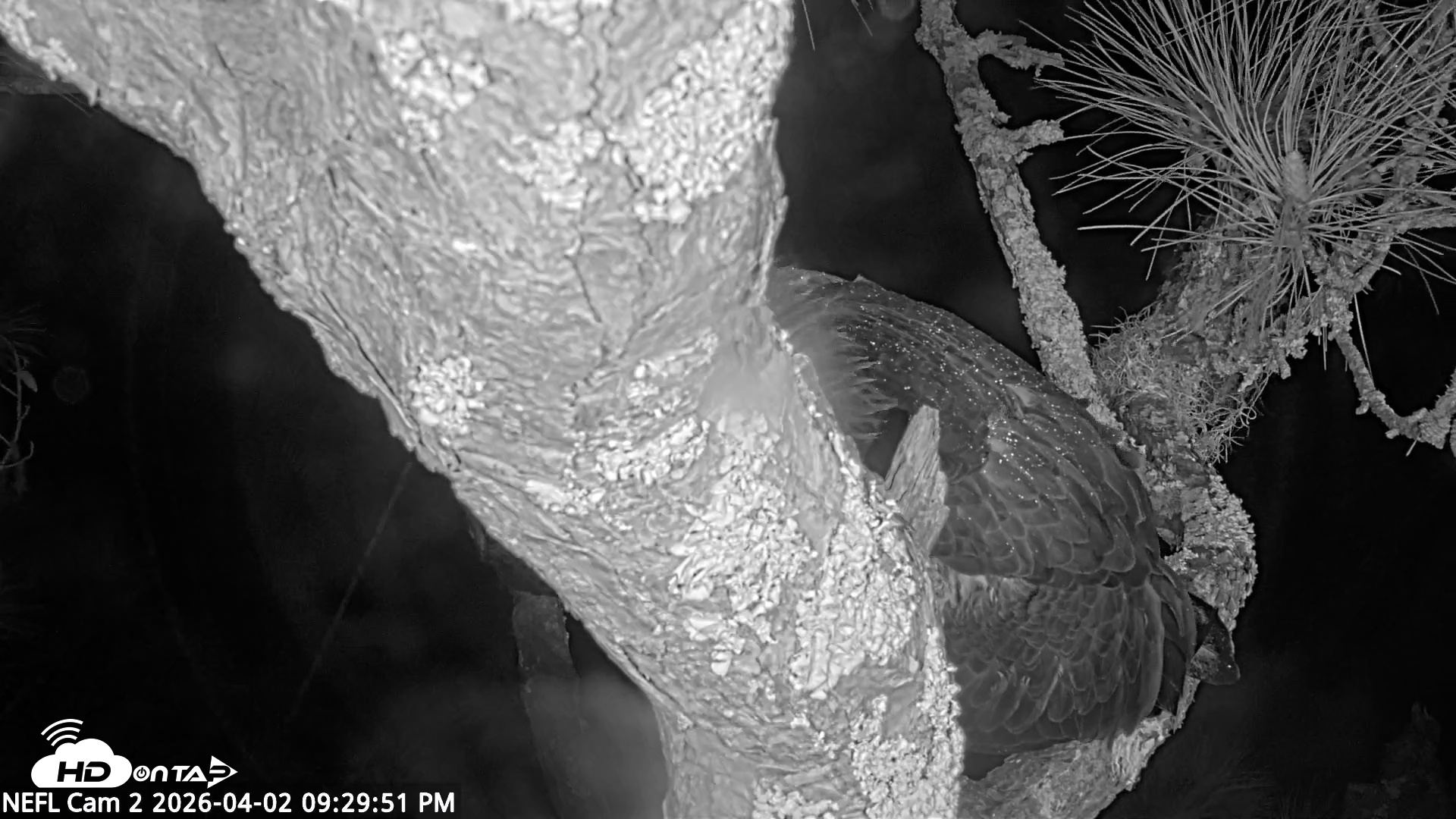 Snapshot of NE Florida Eagles Live Webcam taken Apr 2, 2026, 9:30pm EDT