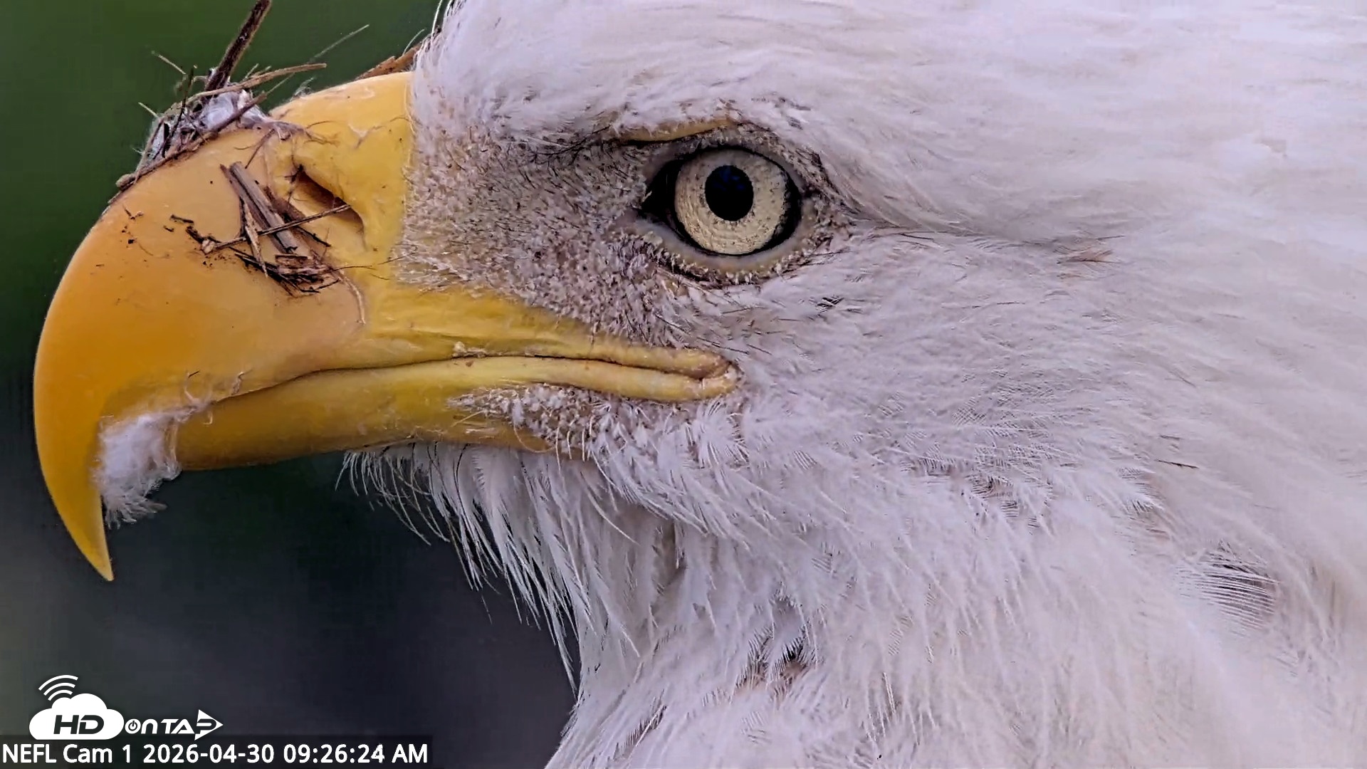 Snapshot of NE Florida Eagles Live Webcam taken Apr 30, 2026, 9:27am EDT