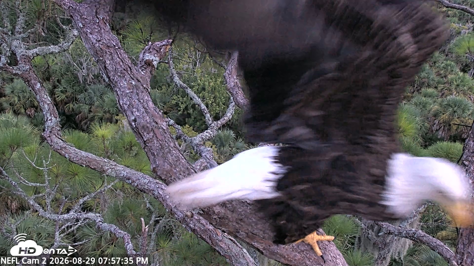 Snapshot of NE Florida Eagles Live Webcam taken Aug 29, 2026, 7:58pm EDT
