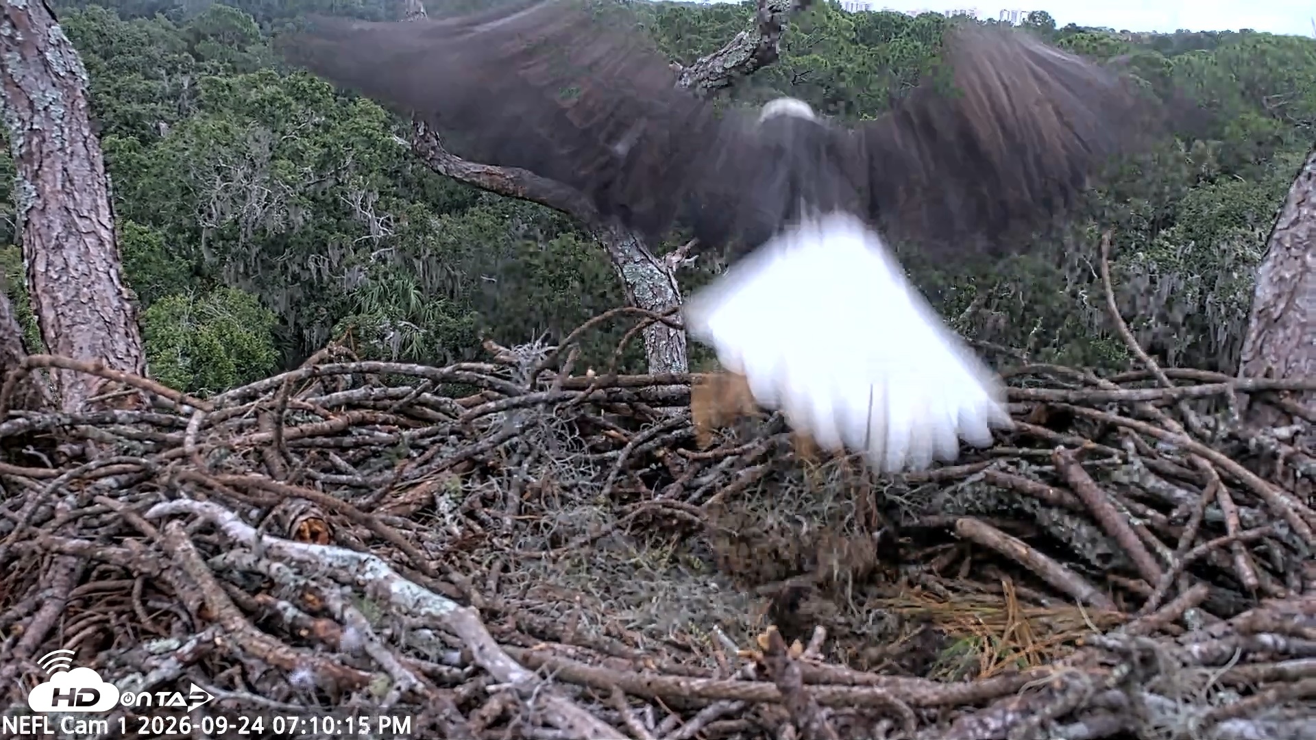 Snapshot of NE Florida Eagles Live Webcam taken Sep 24, 2026, 7:11pm EDT