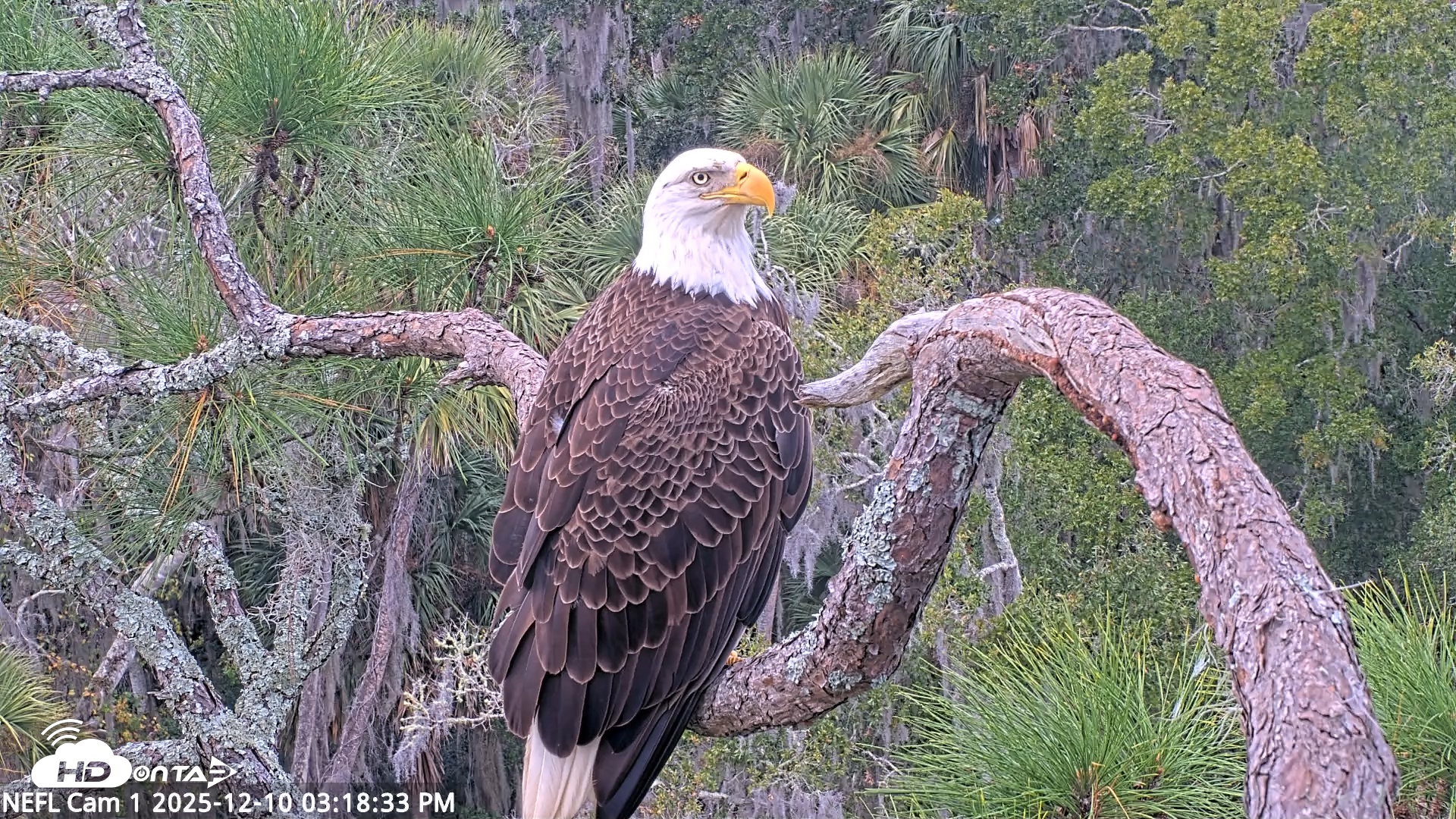 Snapshot of NE Florida Eagles Live Webcam taken Dec 10, 2025, 3:19pm EST