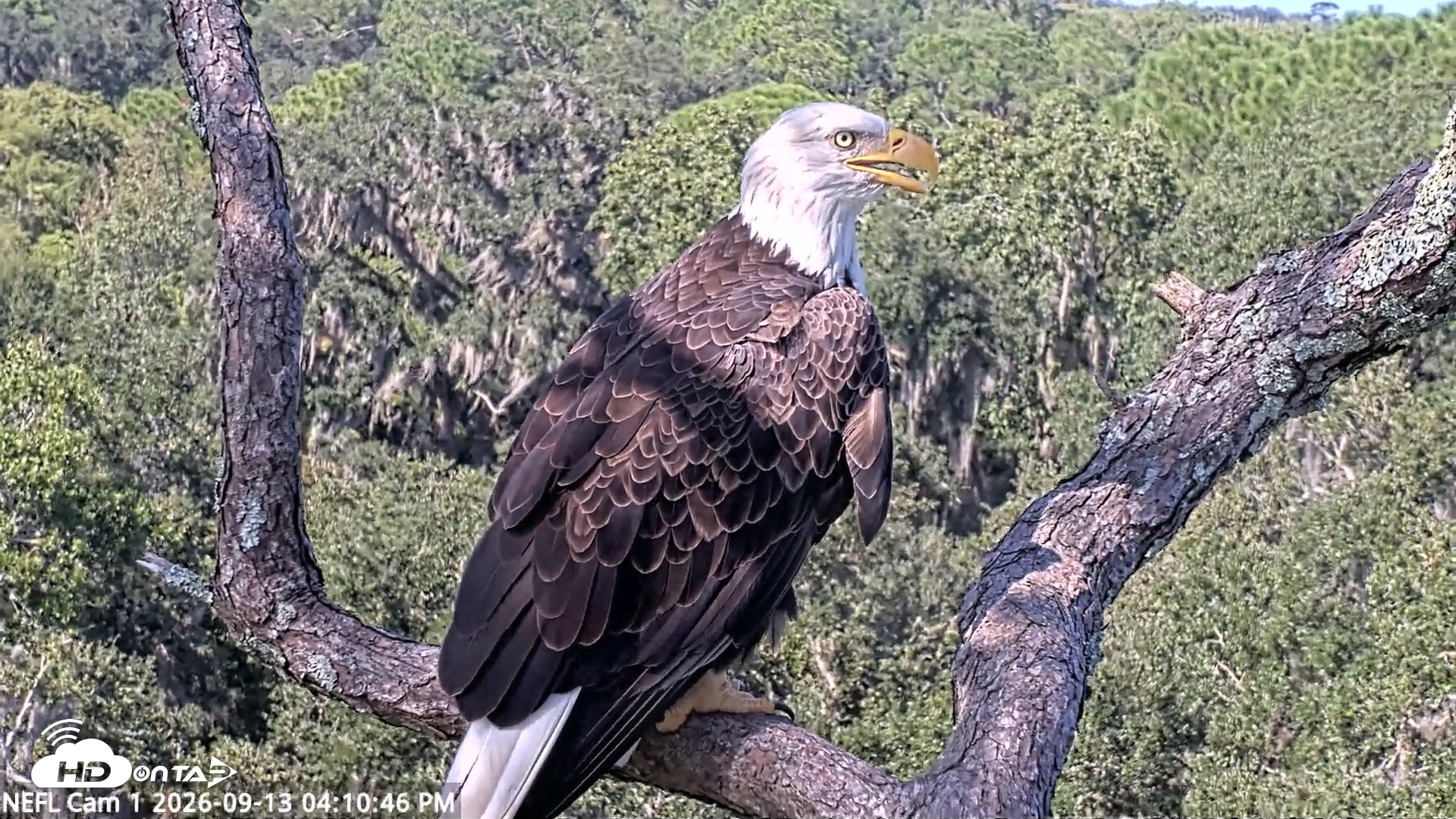 Snapshot of NE Florida Eagles Live Webcam taken Sep 13, 2026, 4:11pm EDT