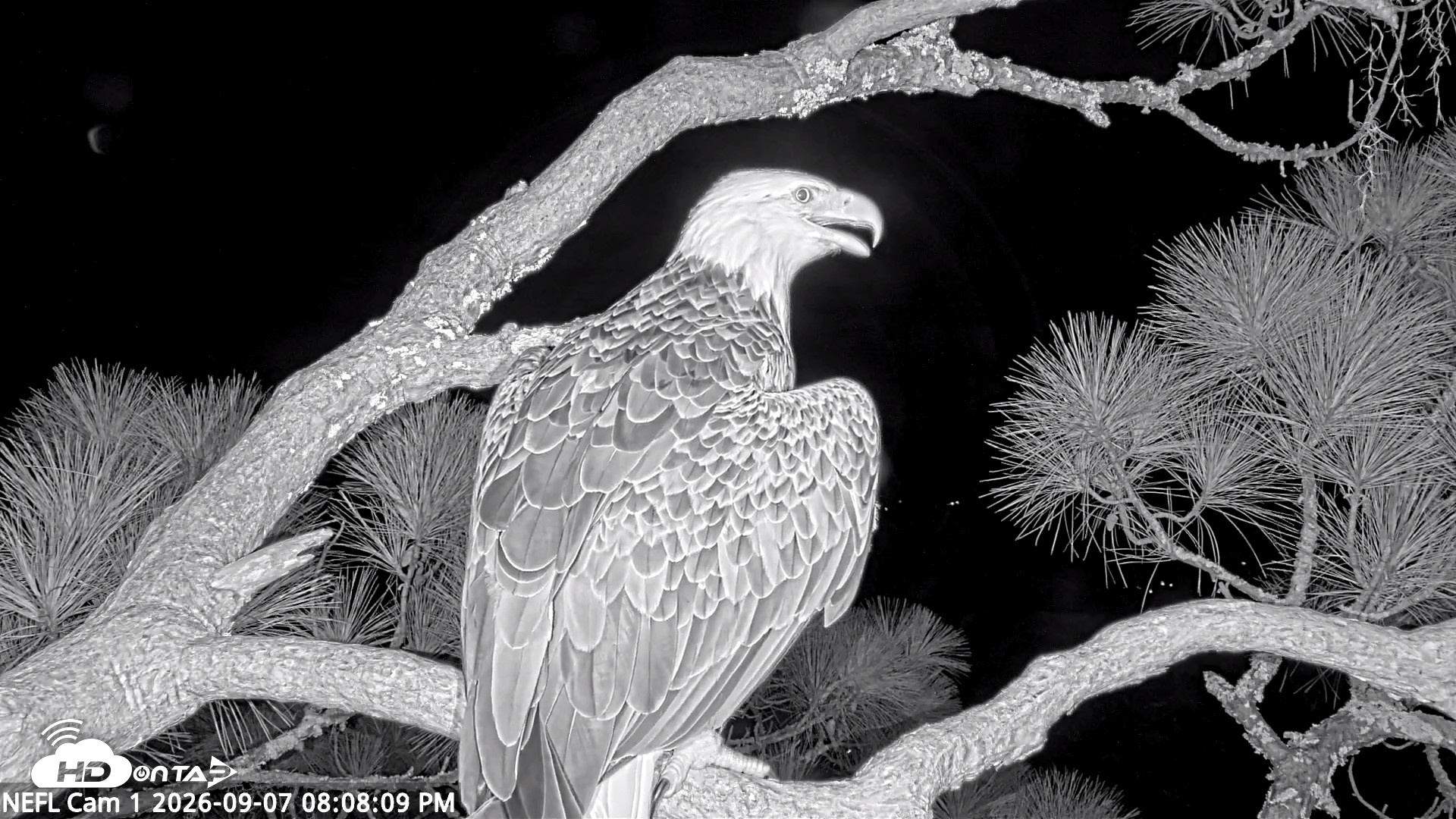 Snapshot of NE Florida Eagles Live Webcam taken Sep 7, 2026, 8:09pm EDT