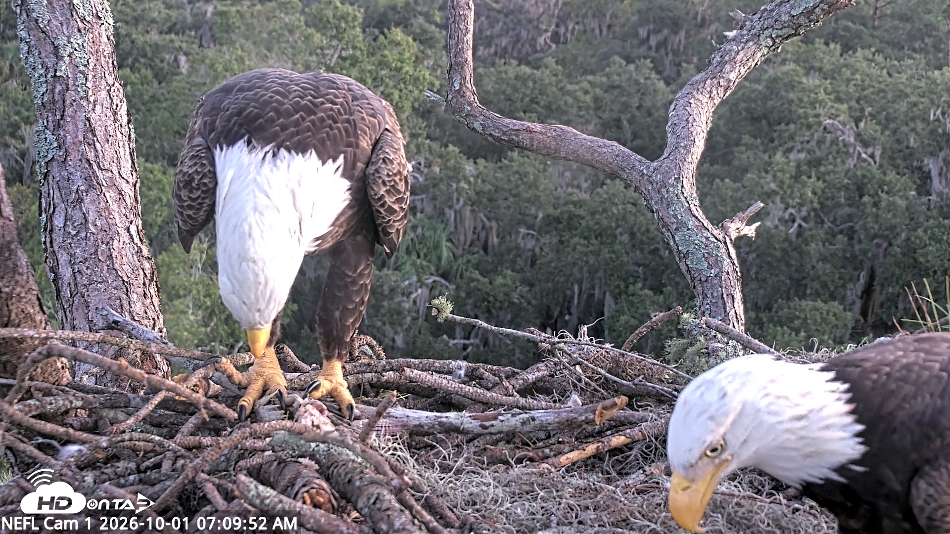 Snapshot of NE Florida Eagles Live Webcam taken Oct 1, 2026, 7:10am EDT