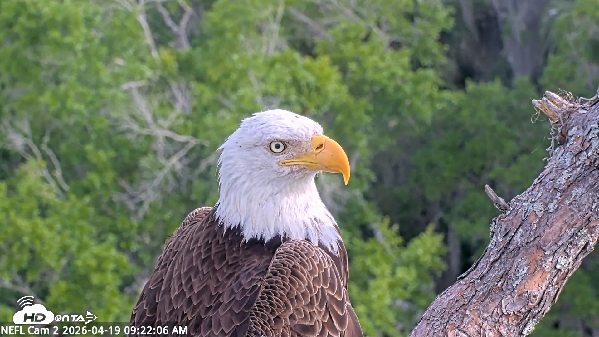Snapshot of NE Florida Eagles Live Webcam taken Apr 19, 2026, 9:22am EDT