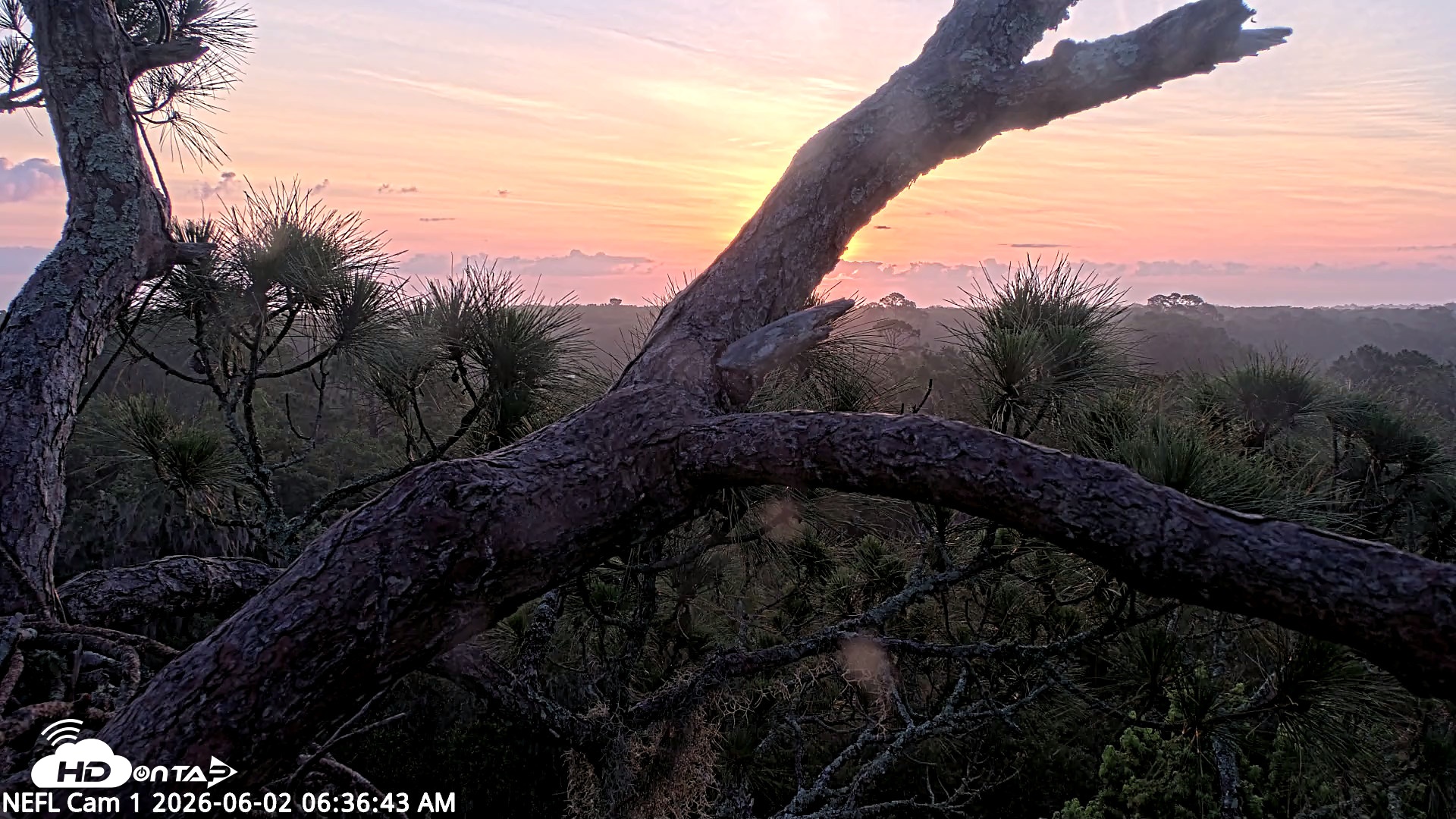Snapshot of NE Florida Eagles Live Webcam taken Jun 2, 2026, 6:37am EDT