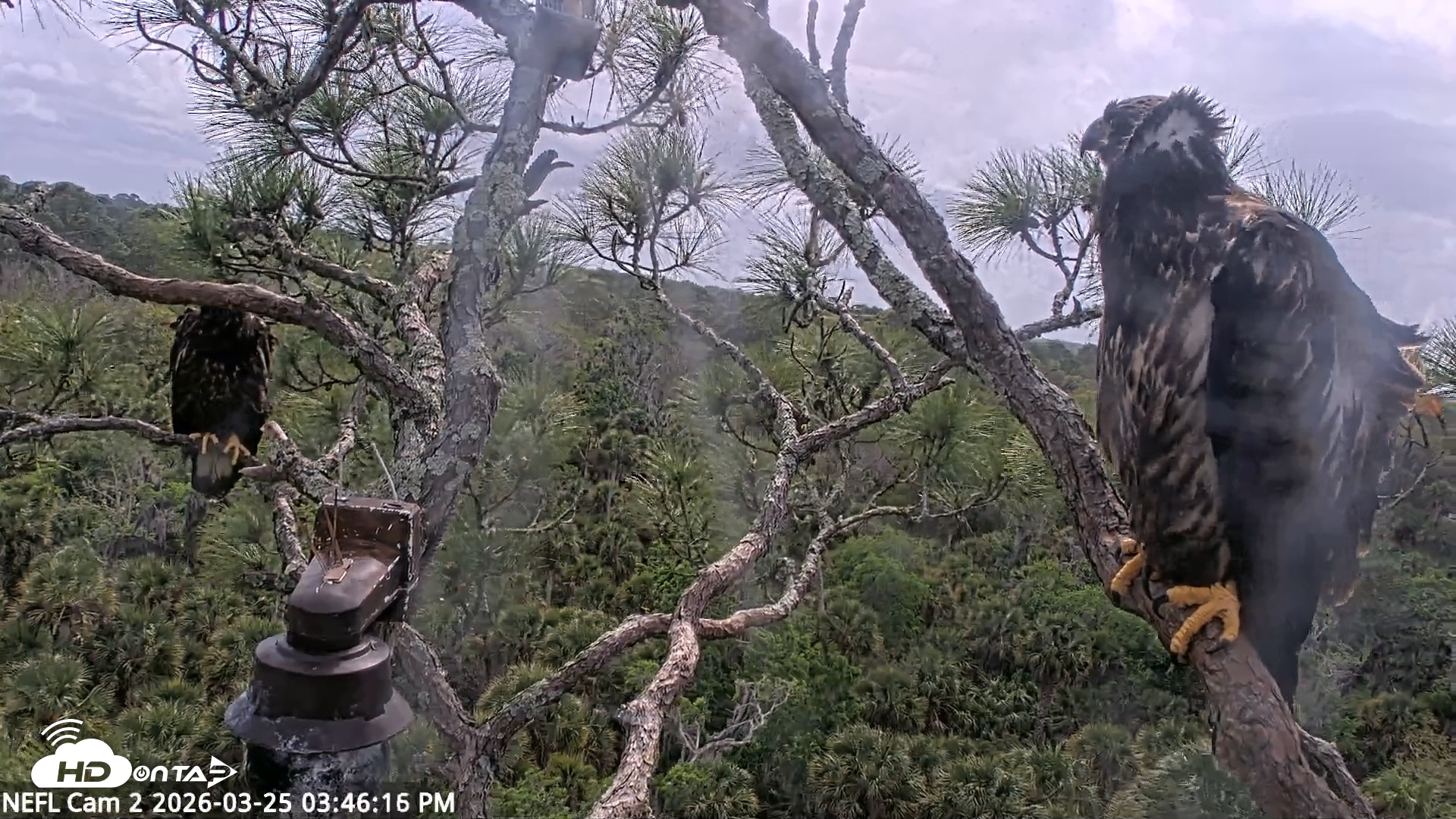 Snapshot of NE Florida Eagles Live Webcam taken Mar 25, 2026, 3:46pm EDT