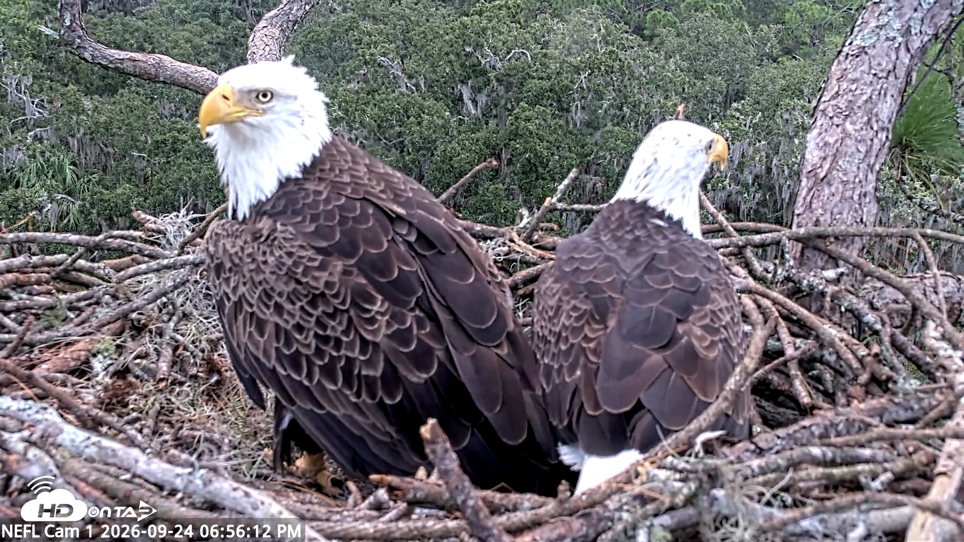 Snapshot of NE Florida Eagles Live Webcam taken Sep 24, 2026, 6:57pm EDT