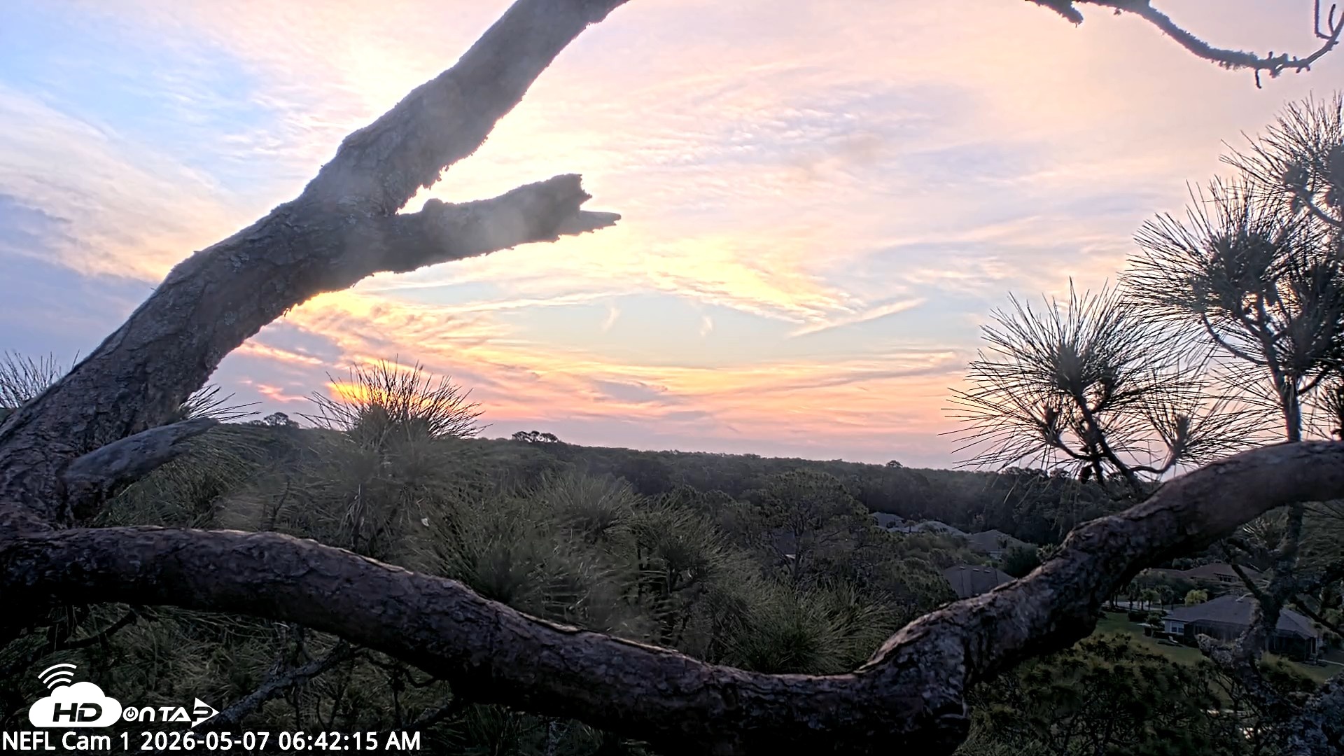 Snapshot of NE Florida Eagles Live Webcam taken May 7, 2026, 6:43am EDT