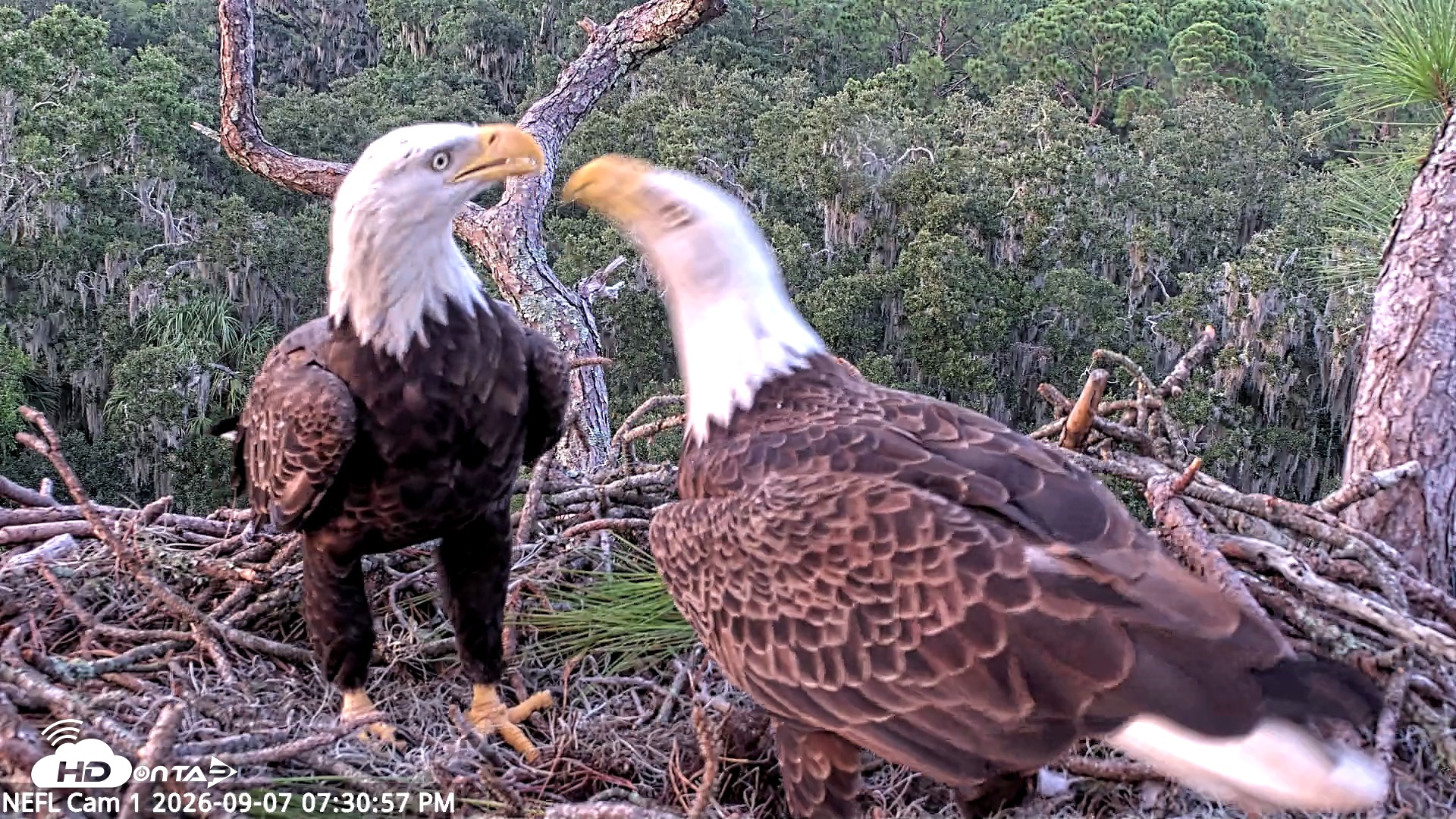 Snapshot of NE Florida Eagles Live Webcam taken Sep 7, 2026, 7:31pm EDT