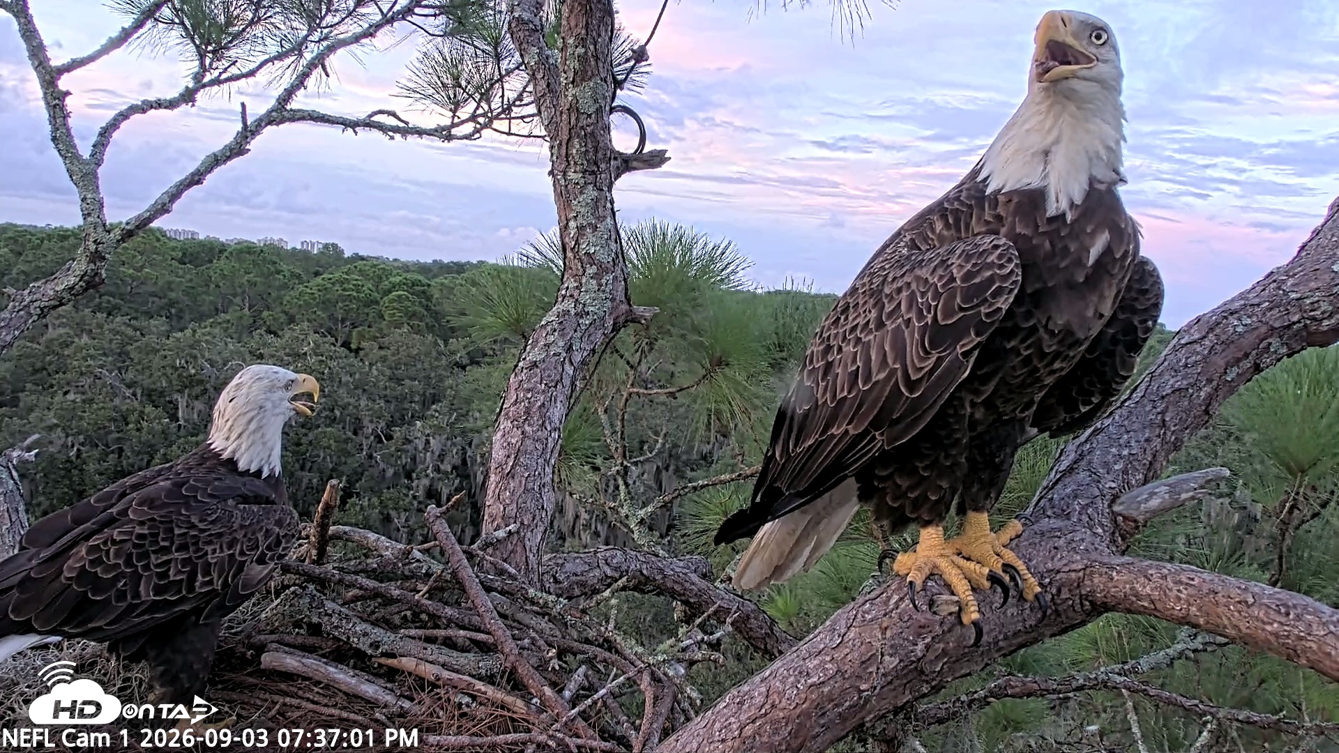 Snapshot of NE Florida Eagles Live Webcam taken Sep 3, 2026, 7:37pm EDT