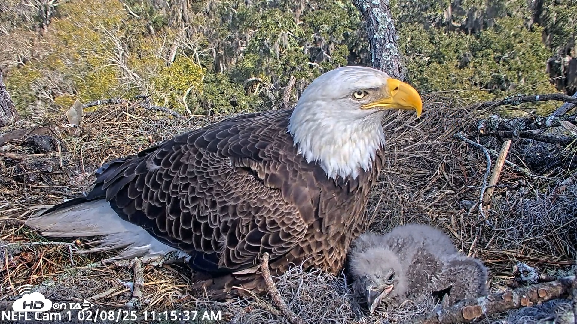 Snapshot of NE Florida Eagles Live Webcam taken Feb 8, 2025, 11:15am EST