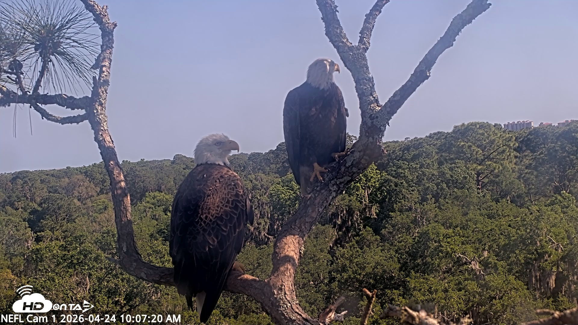 Snapshot of NE Florida Eagles Live Webcam taken Apr 24, 2026, 10:08am EDT