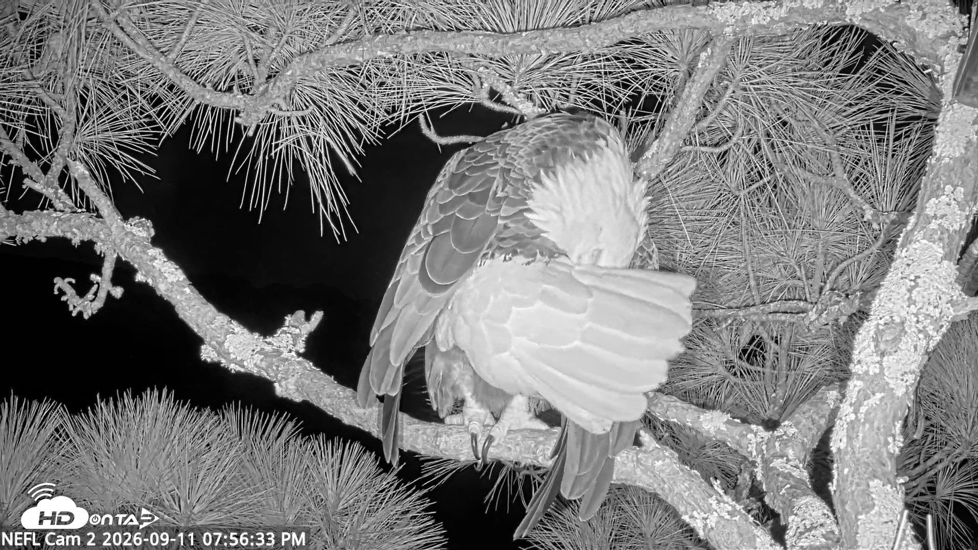 Snapshot of NE Florida Eagles Live Webcam taken Sep 11, 2026, 7:57pm EDT