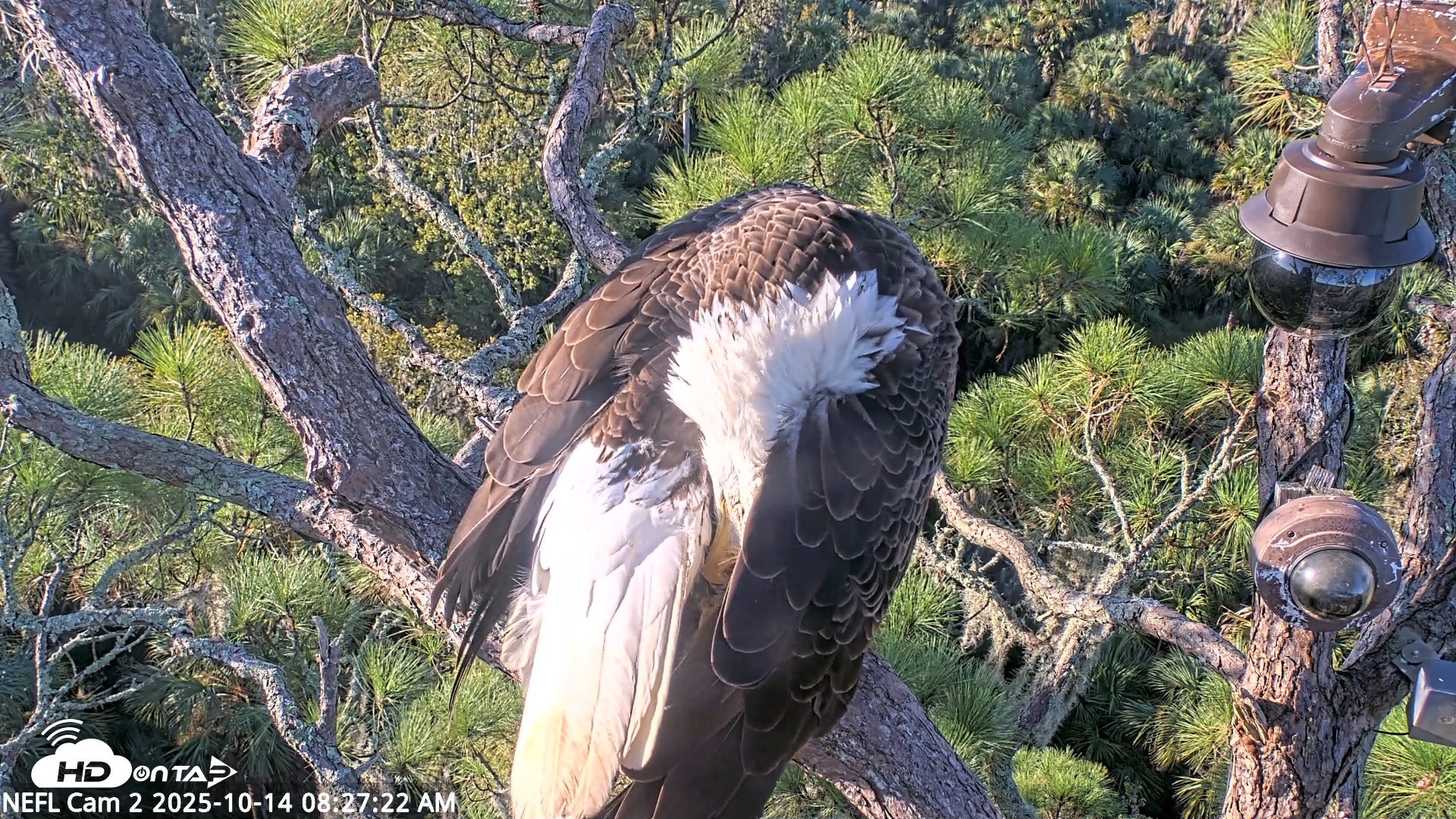 Snapshot of NE Florida Eagles Live Webcam taken Oct 14, 2025, 8:28am EDT