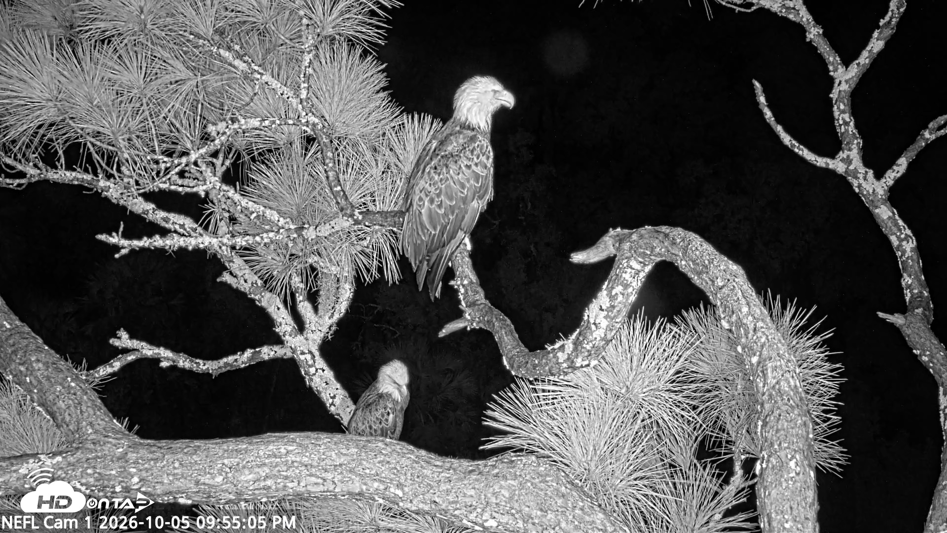 Snapshot of NE Florida Eagles Live Webcam taken Oct 5, 2026, 9:56pm EDT