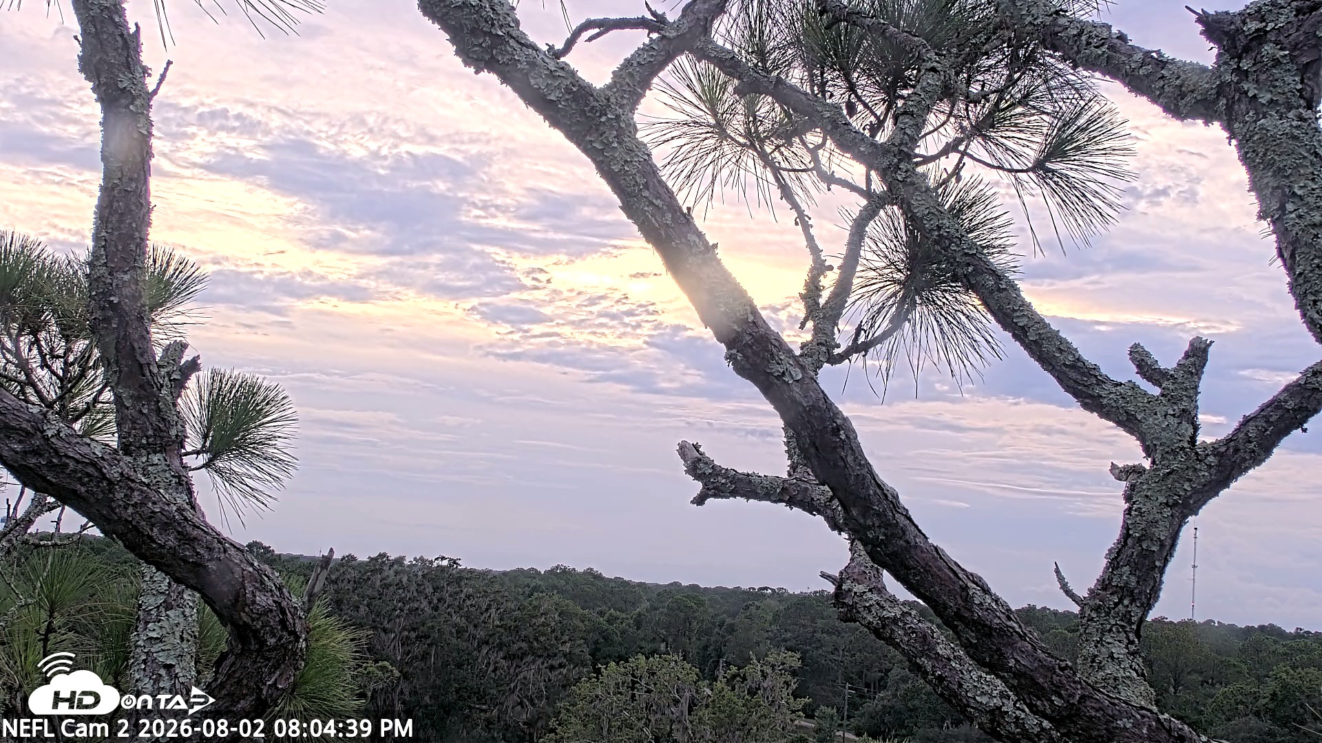 Snapshot of NE Florida Eagles Live Webcam taken Aug 2, 2026, 8:05pm EDT