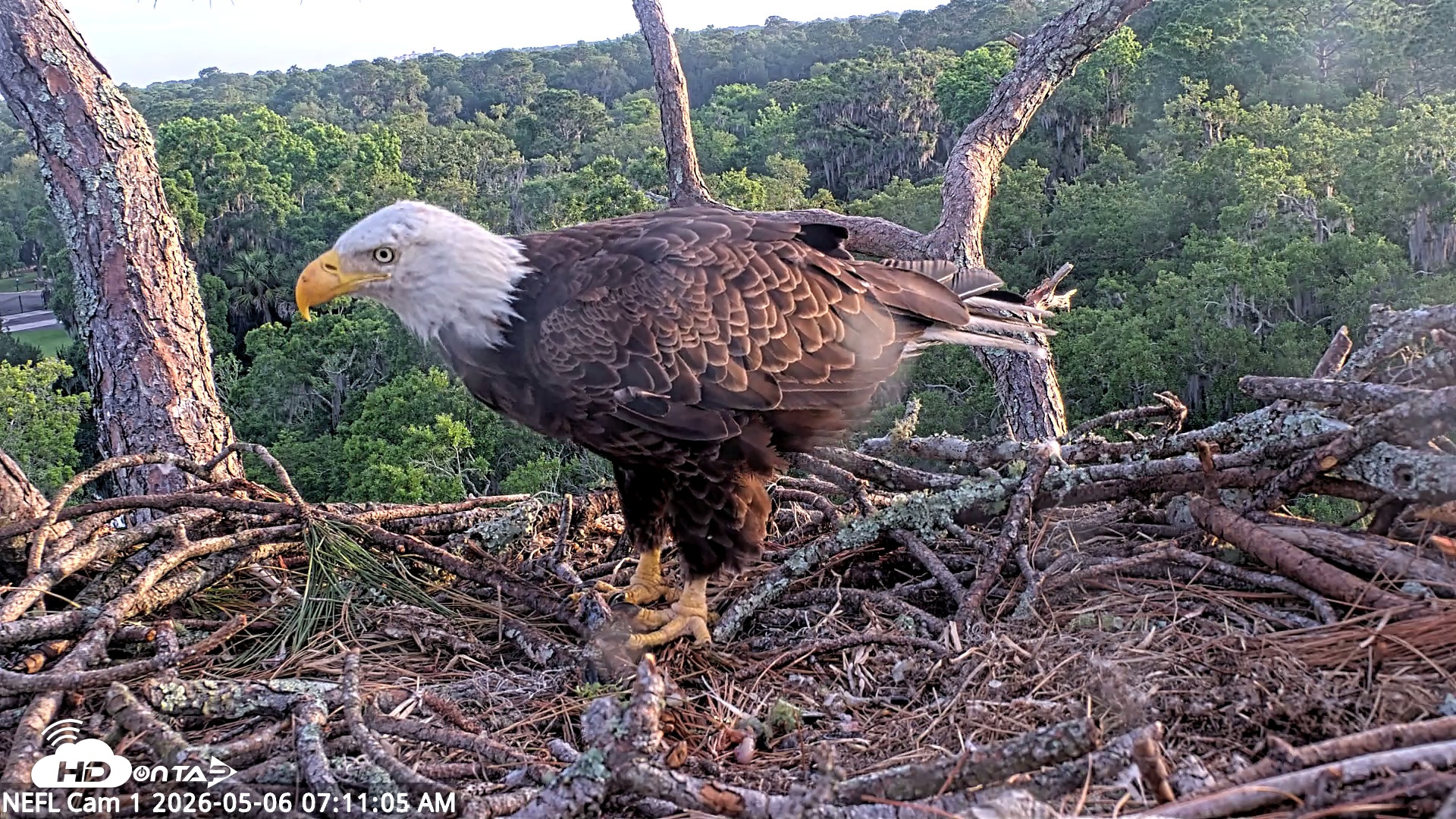 Snapshot of NE Florida Eagles Live Webcam taken May 6, 2026, 7:12am EDT