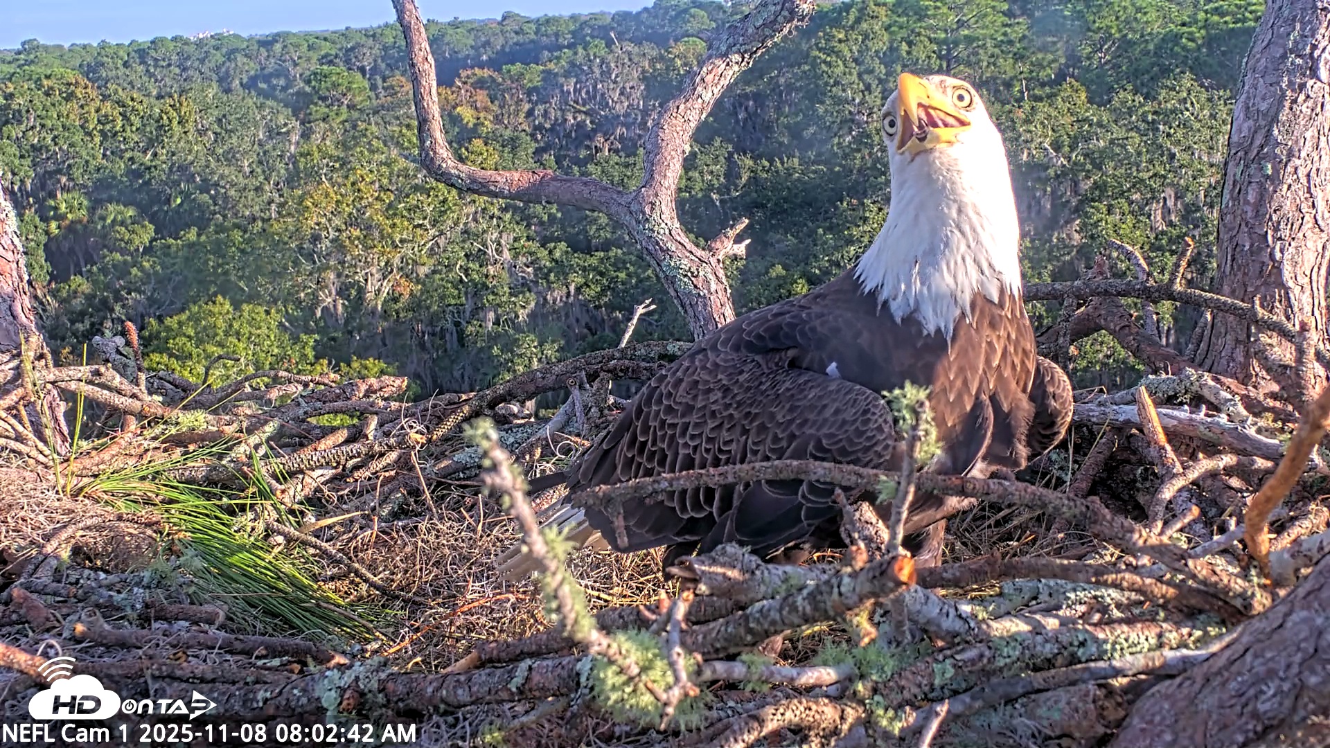Snapshot of NE Florida Eagles Live Webcam taken Nov 8, 2025, 8:03am EST