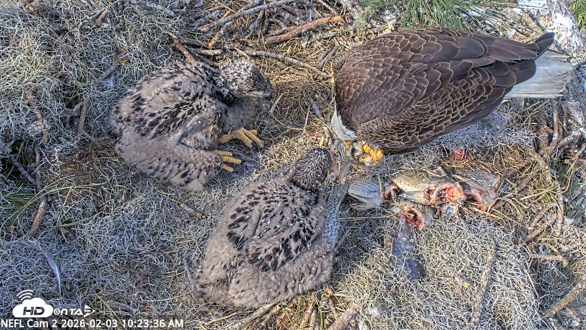Snapshot of NE Florida Eagles Live Webcam taken Feb 3, 2026, 10:26am EST