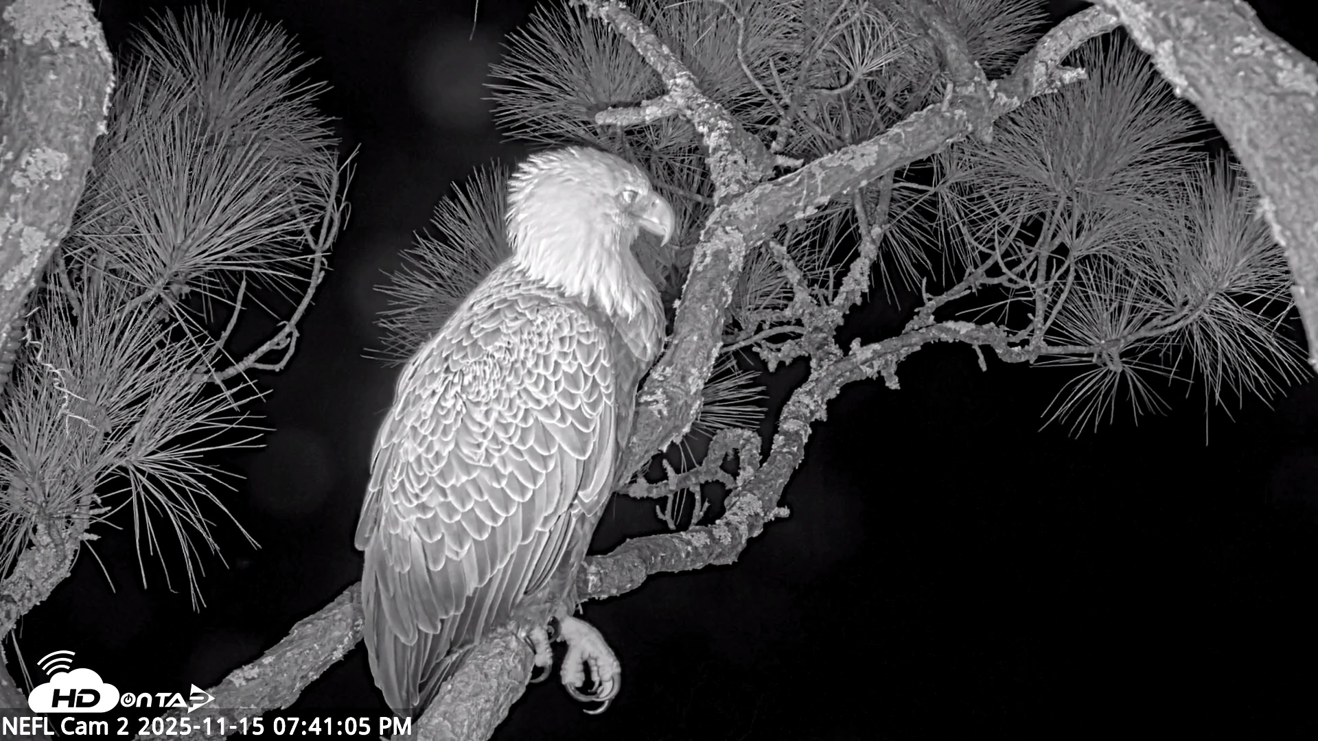 Snapshot of NE Florida Eagles Live Webcam taken Nov 15, 2025, 7:42pm EST