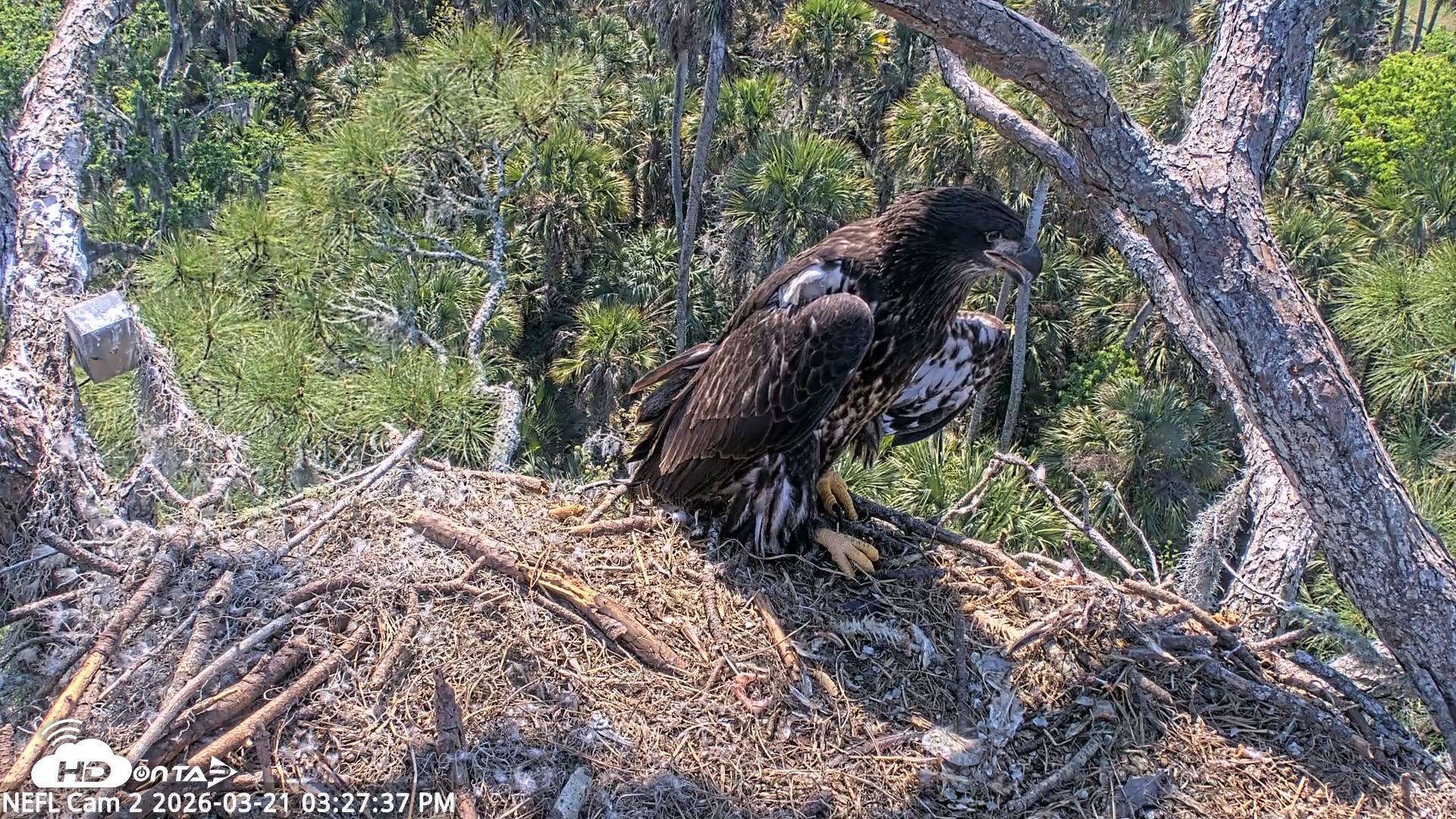 Snapshot of NE Florida Eagles Live Webcam taken Mar 21, 2026, 3:28pm EDT