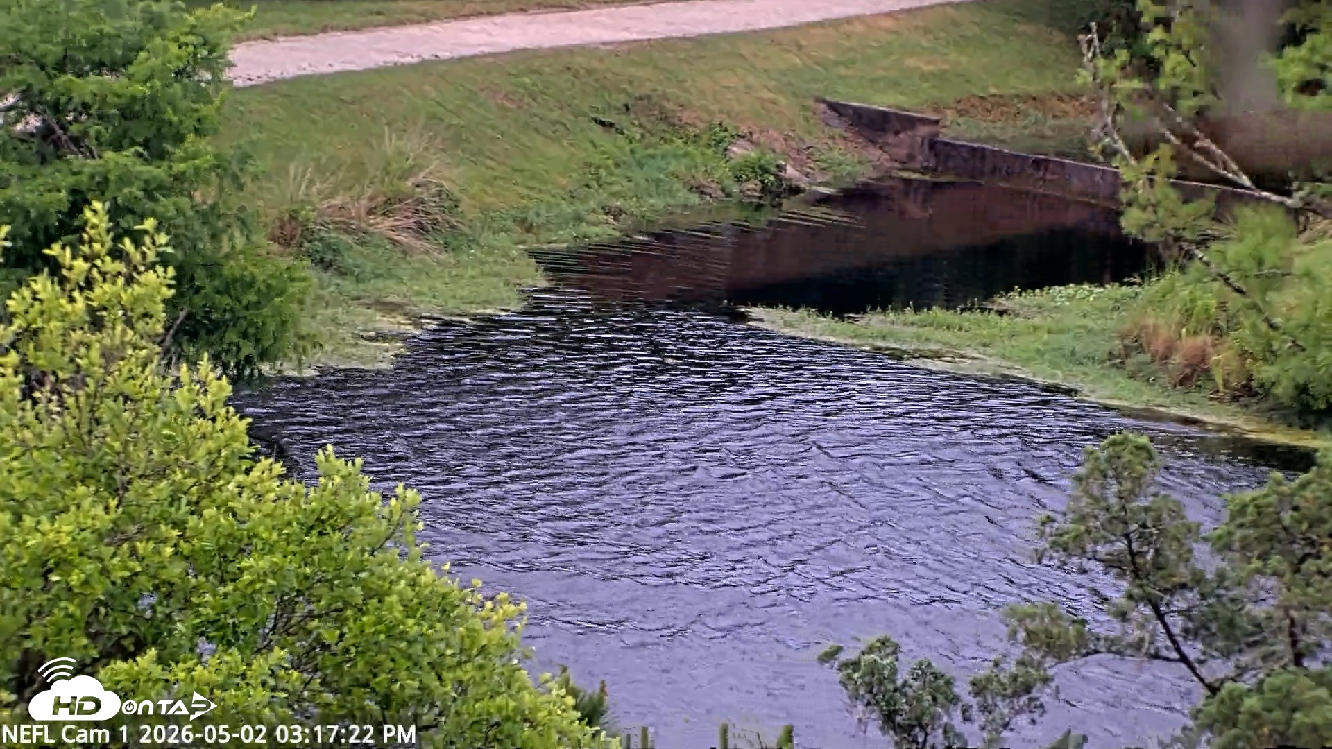 Snapshot of NE Florida Eagles Live Webcam taken May 2, 2026, 3:18pm EDT