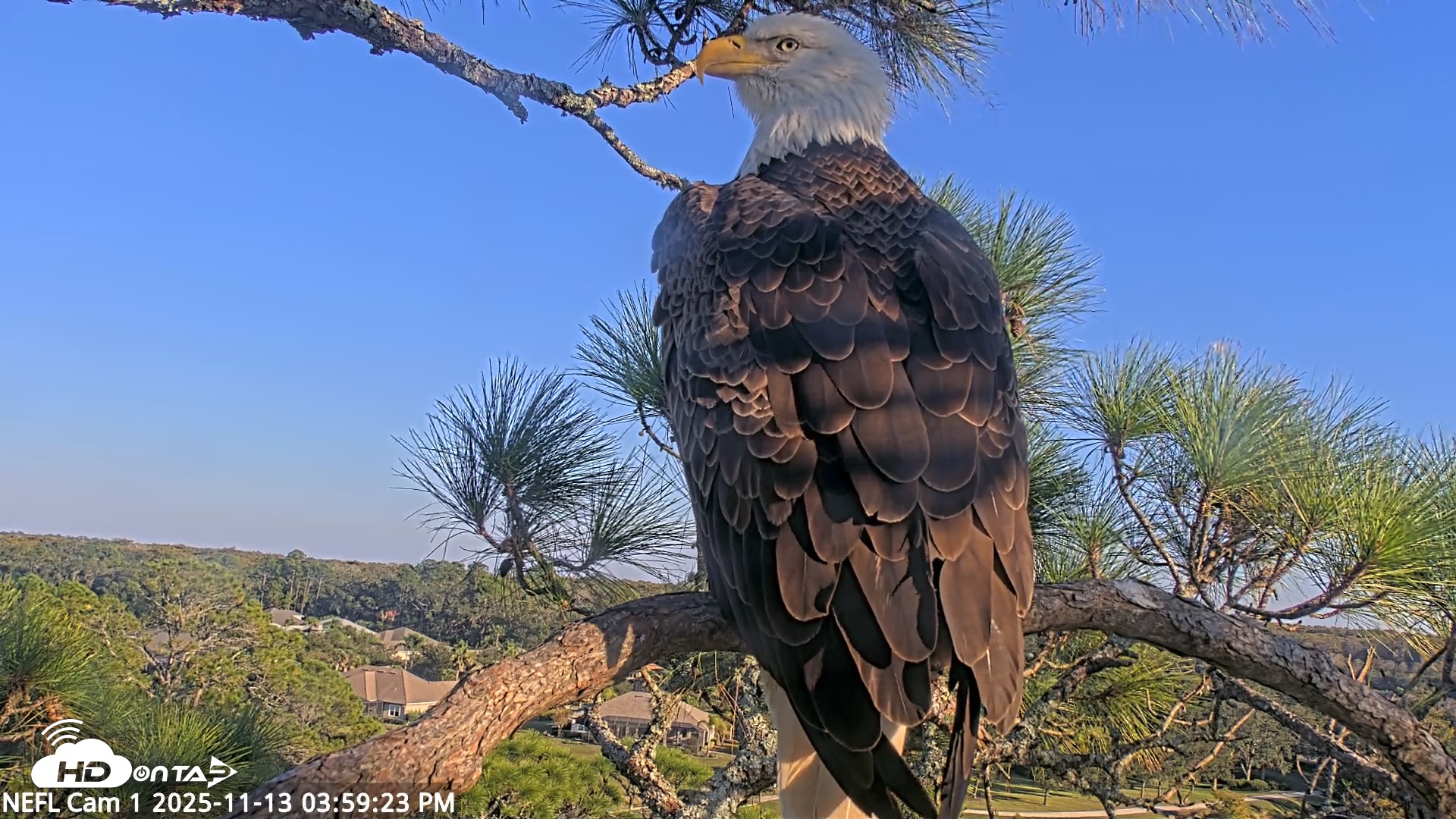 Snapshot of NE Florida Eagles Live Webcam taken Nov 13, 2025, 4:00pm EST