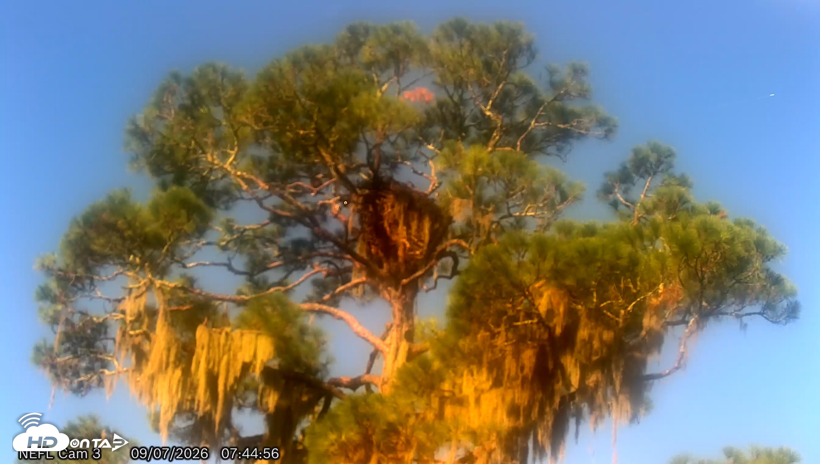 Snapshot of NE Florida Eagles Live Webcam taken Sep 7, 2026, 7:45am EDT