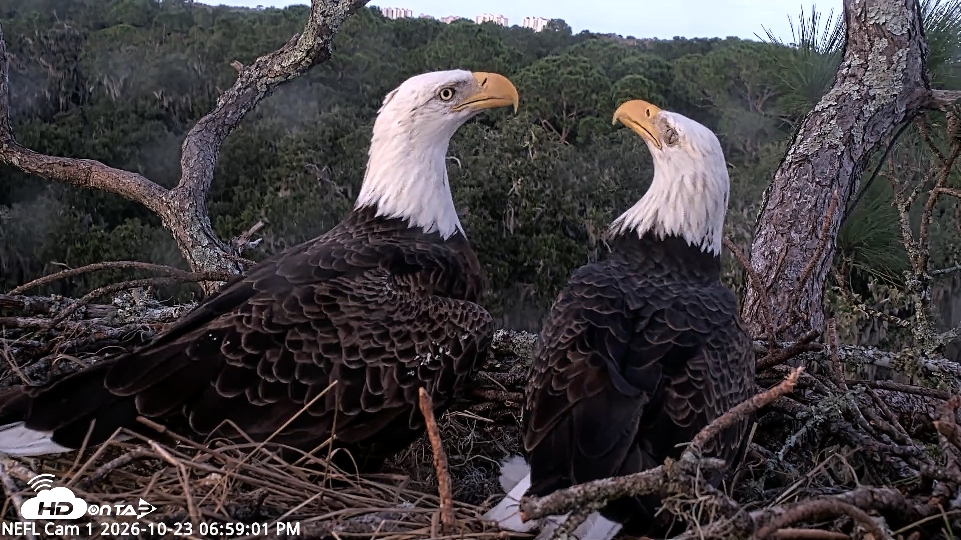 Snapshot of NE Florida Eagles Live Webcam taken Oct 23, 2026, 7:00pm EDT