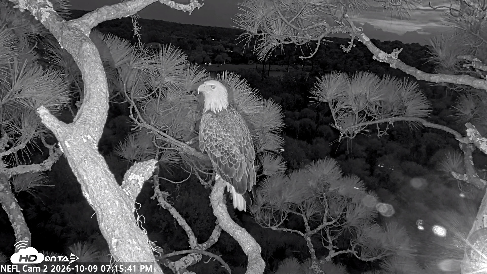 Snapshot of NE Florida Eagles Live Webcam taken Oct 9, 2026, 7:16pm EDT