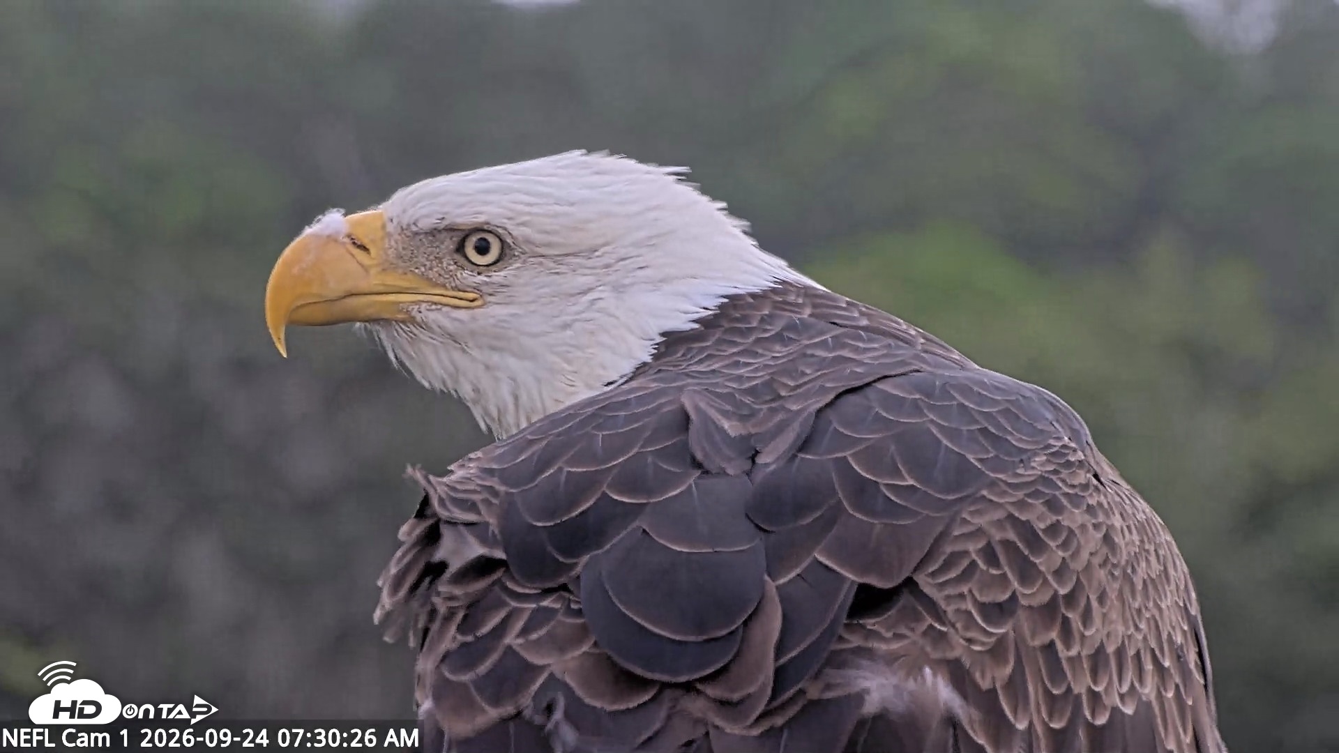 Snapshot of NE Florida Eagles Live Webcam taken Sep 24, 2026, 7:32am EDT