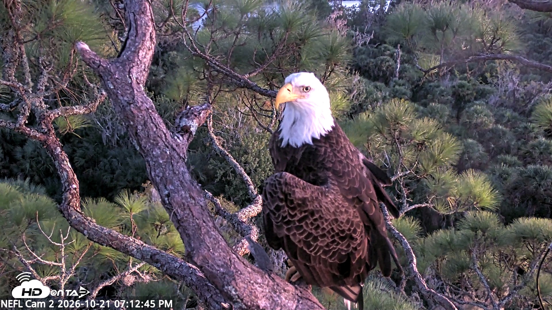 Snapshot of NE Florida Eagles Live Webcam taken Oct 21, 2026, 7:13pm EDT