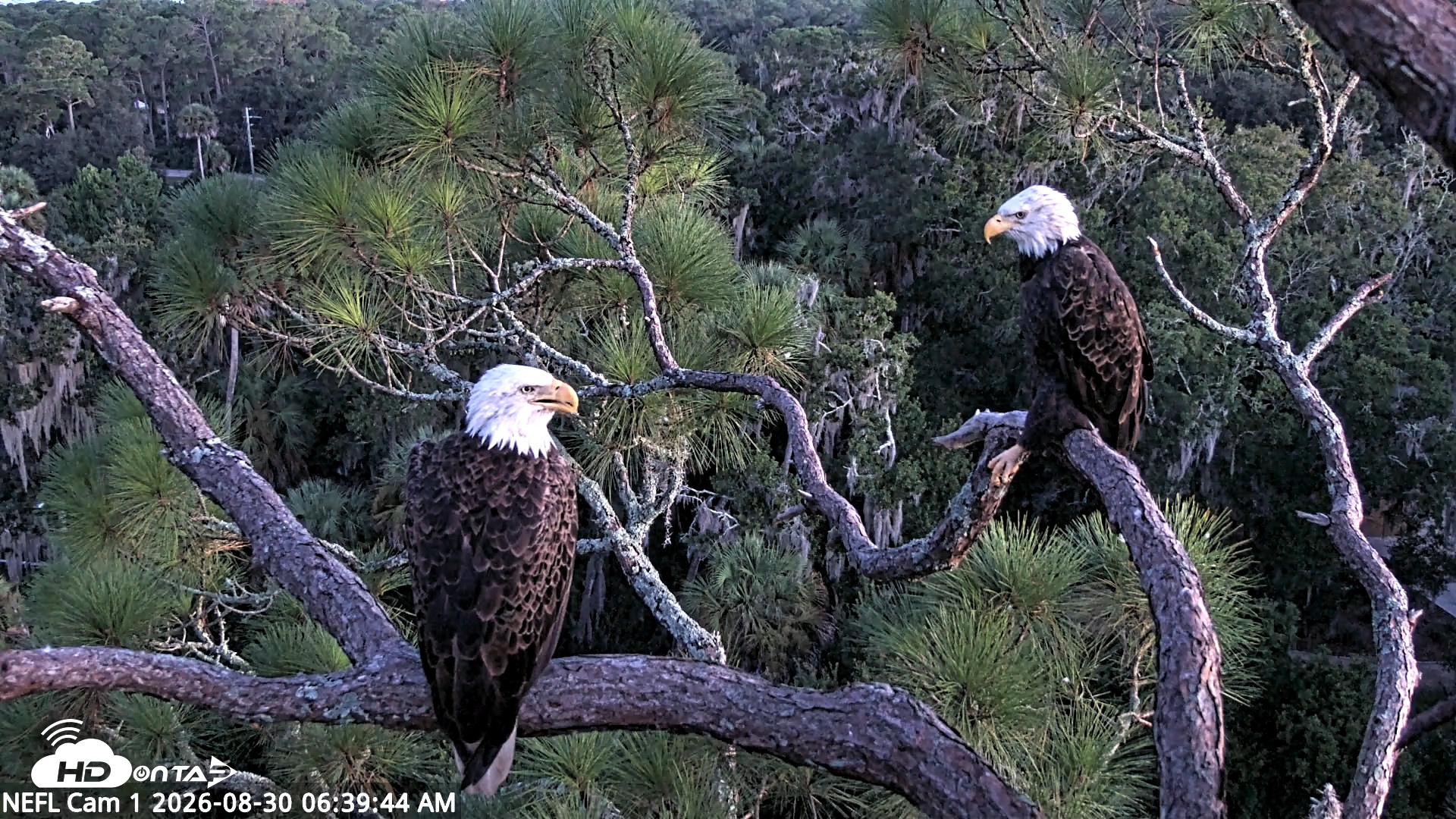 Snapshot of NE Florida Eagles Live Webcam taken Aug 30, 2026, 6:40am EDT