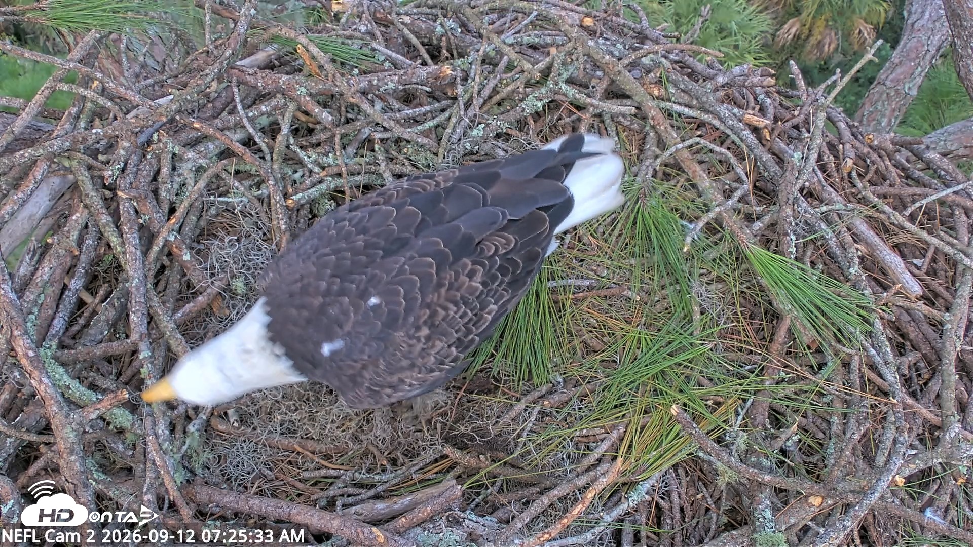 Snapshot of NE Florida Eagles Live Webcam taken Sep 12, 2026, 7:26am EDT